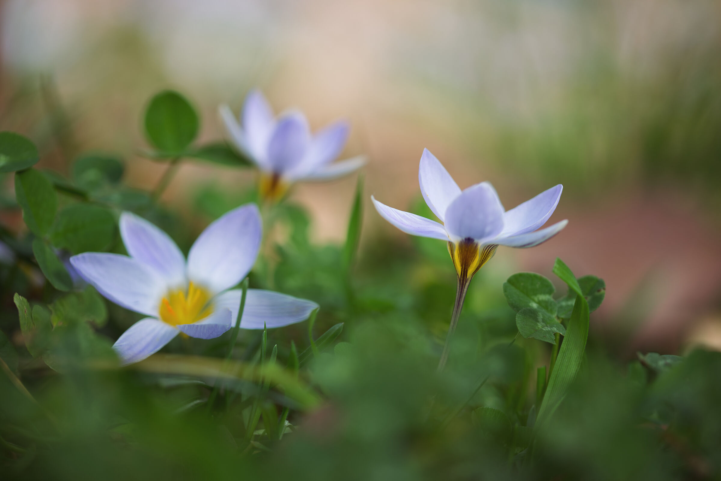 Crocus (2/2)