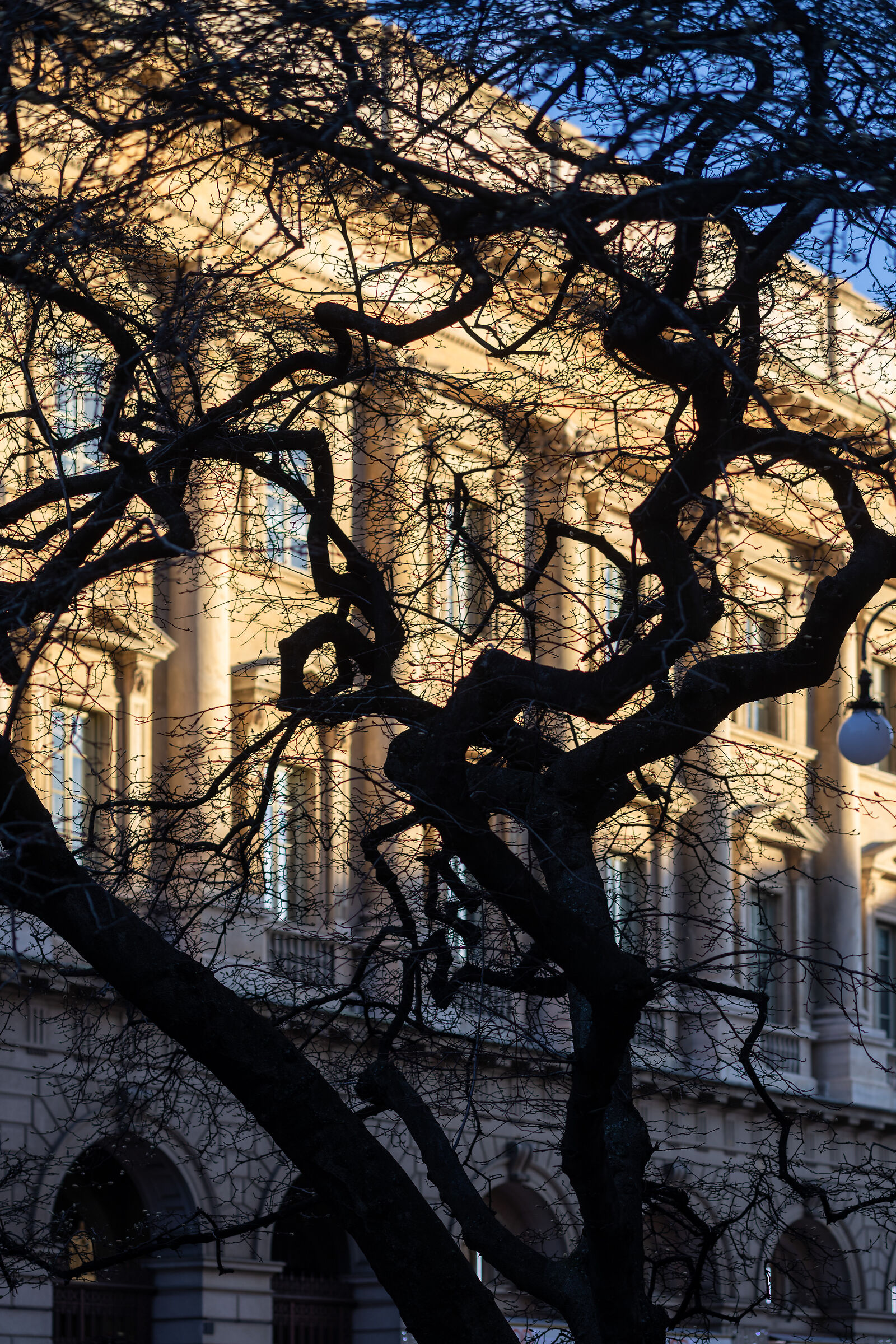 A tree behind the Cathedral of Milan