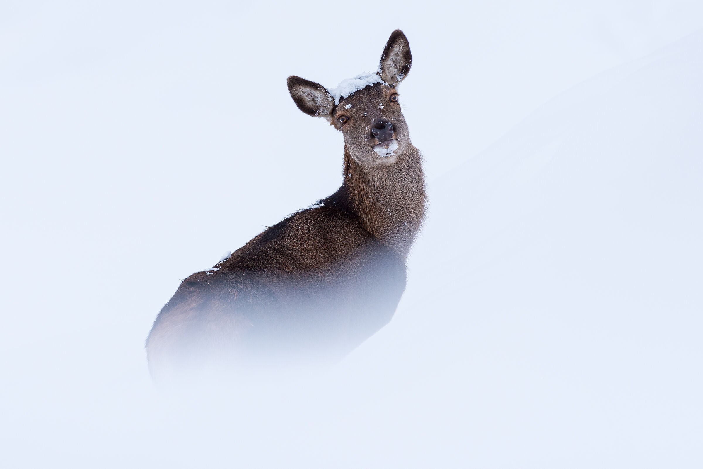 Cerva in the snow