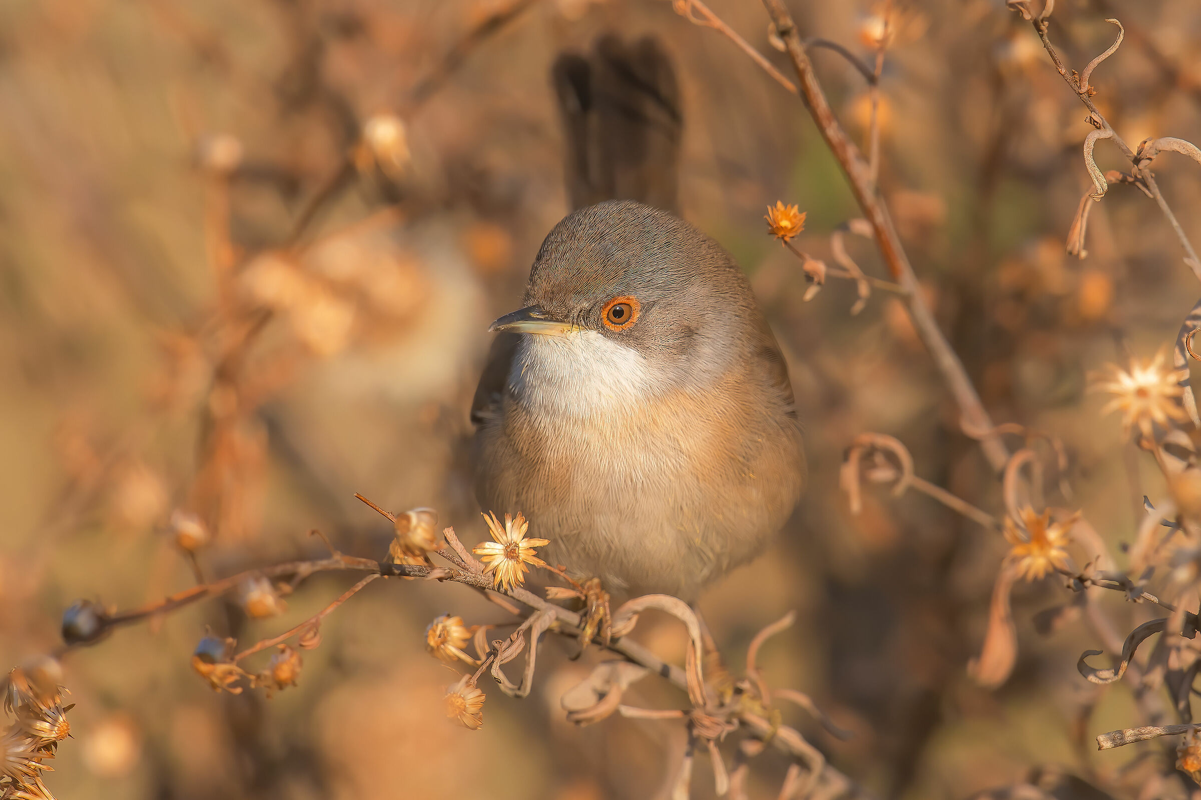 occhiocotto