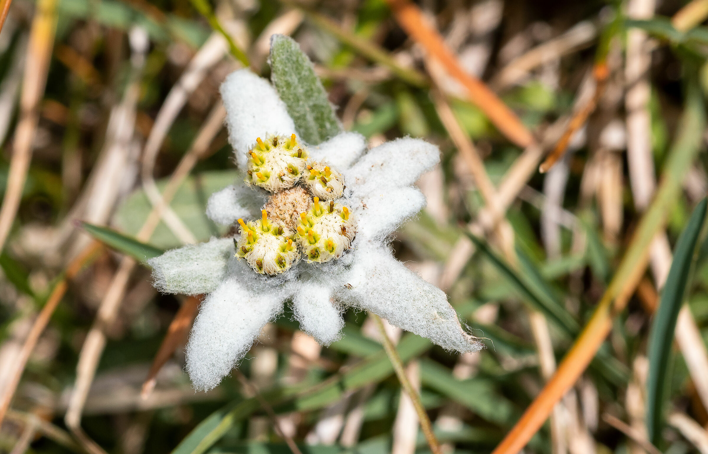 Stella Alpina  Cervino