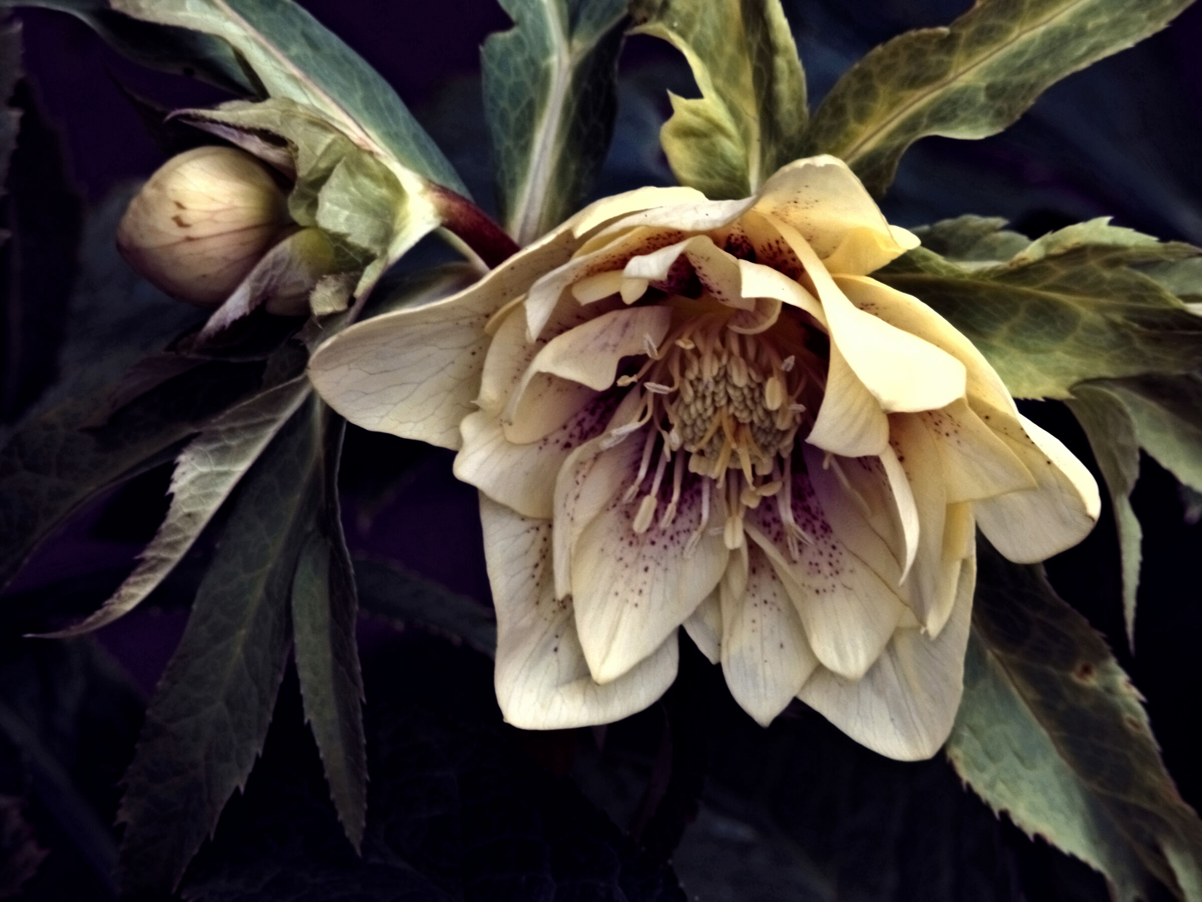 Helleborus double Yellow spotted