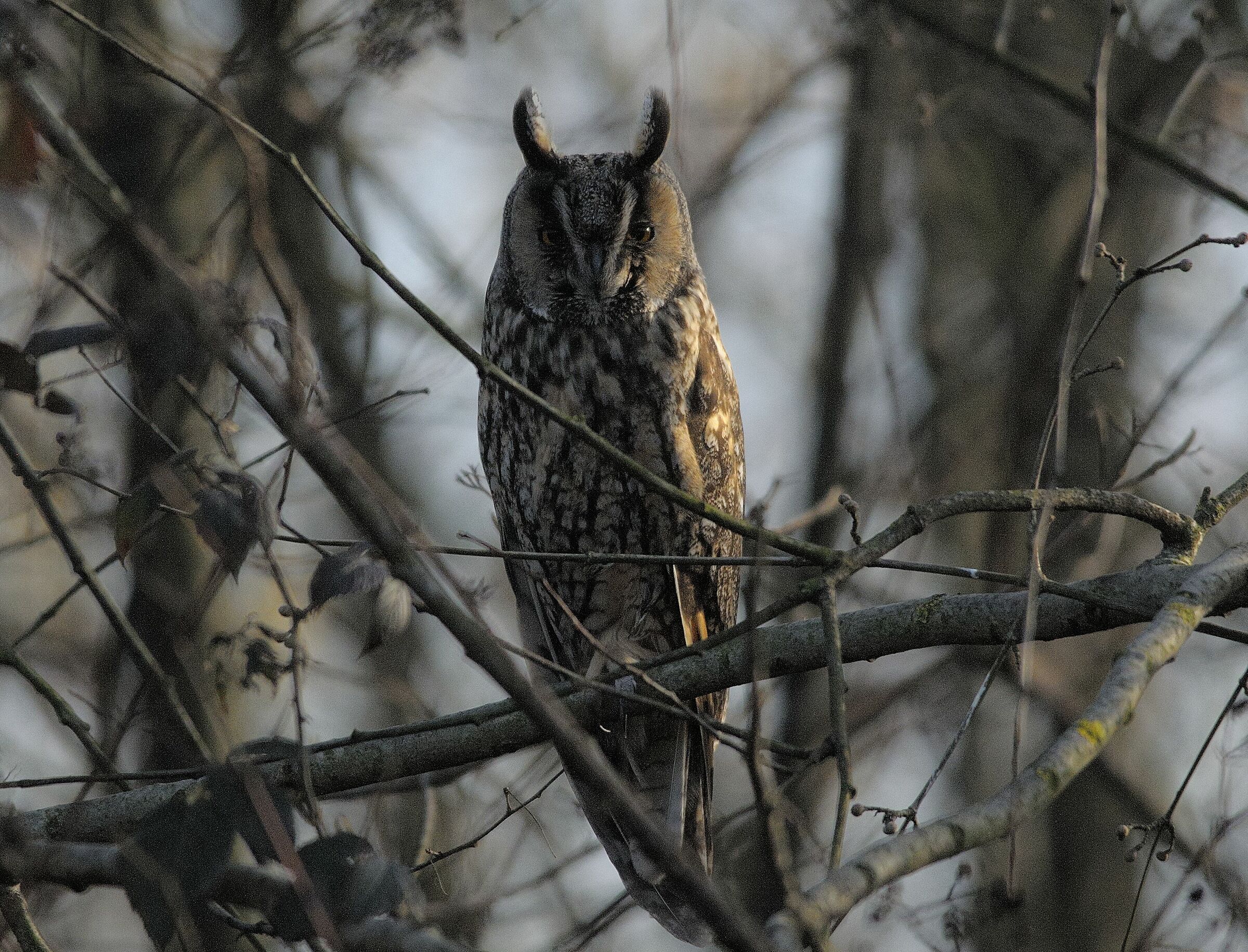 Un altro incontro con il gufo