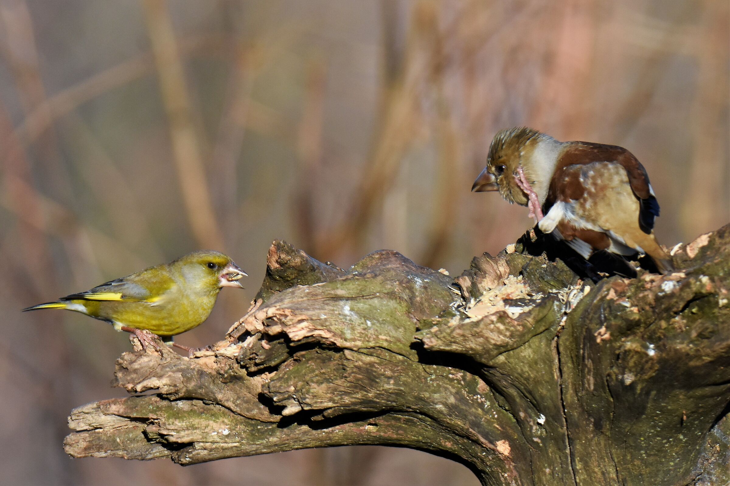 the scratching of the frosone