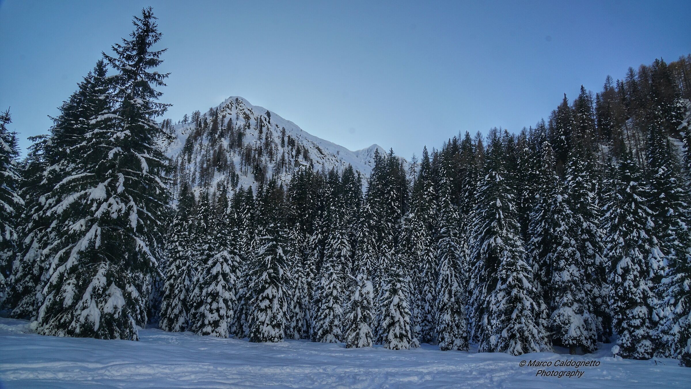 Bosco della val Nambino