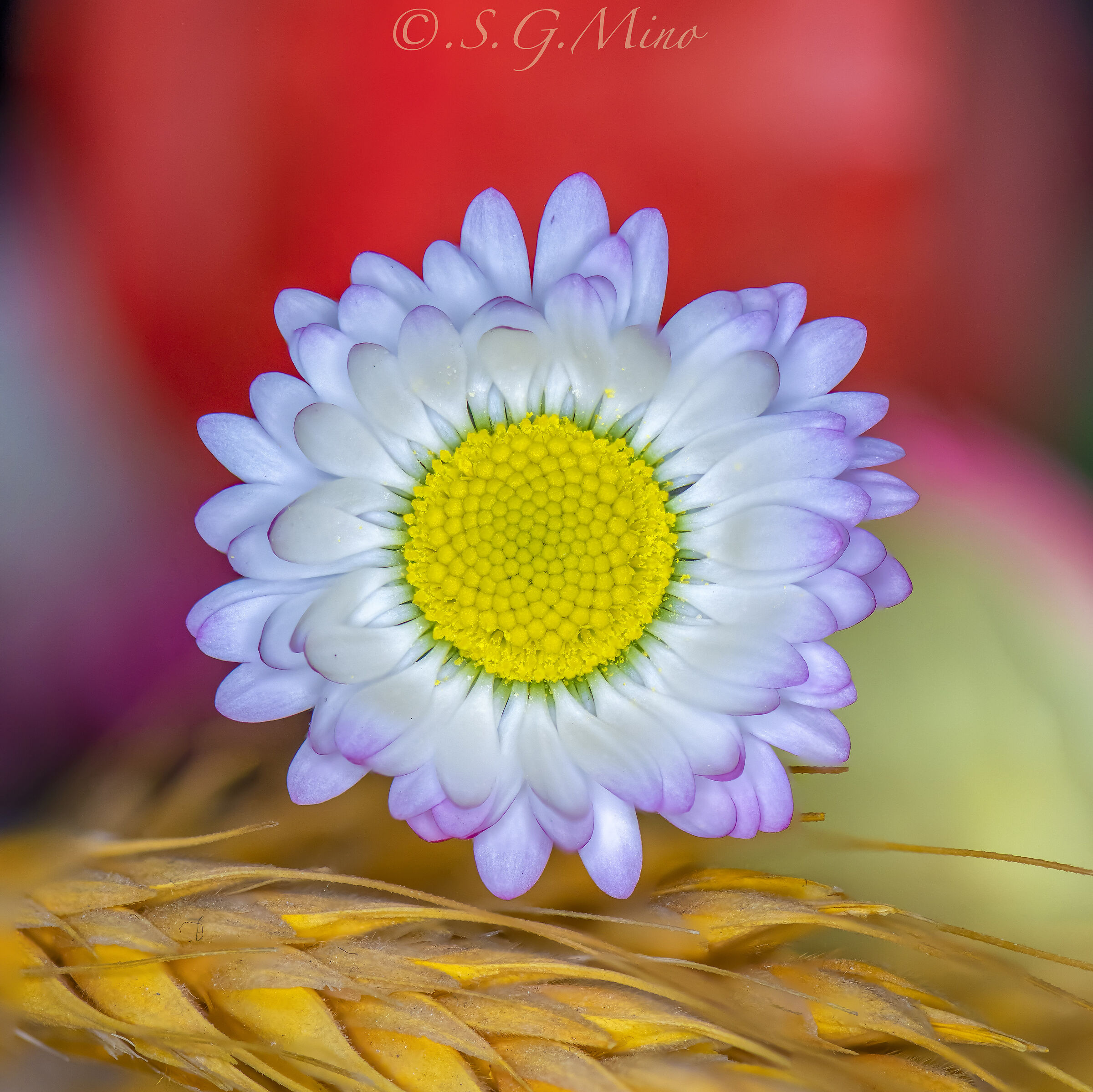 Margherita e' bella !