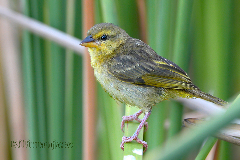 Tessitore Kenya 2013