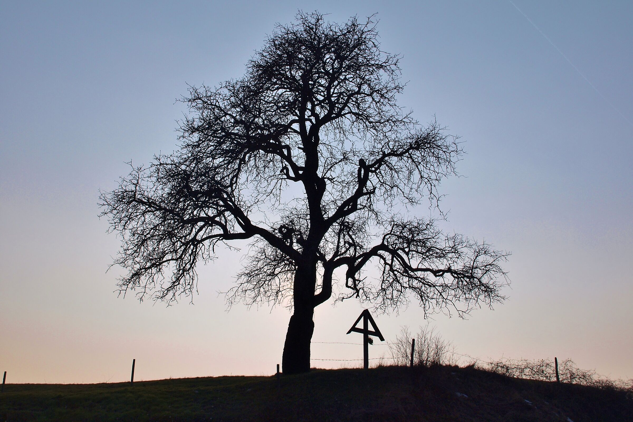 Albero presso San Rocco (Lessinia)