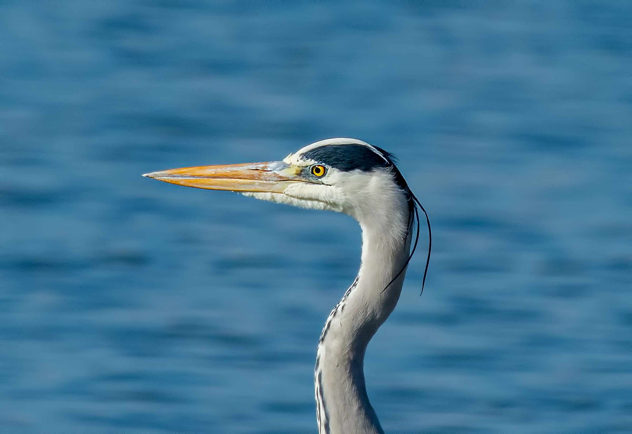 Airone Cenerino in primo piano