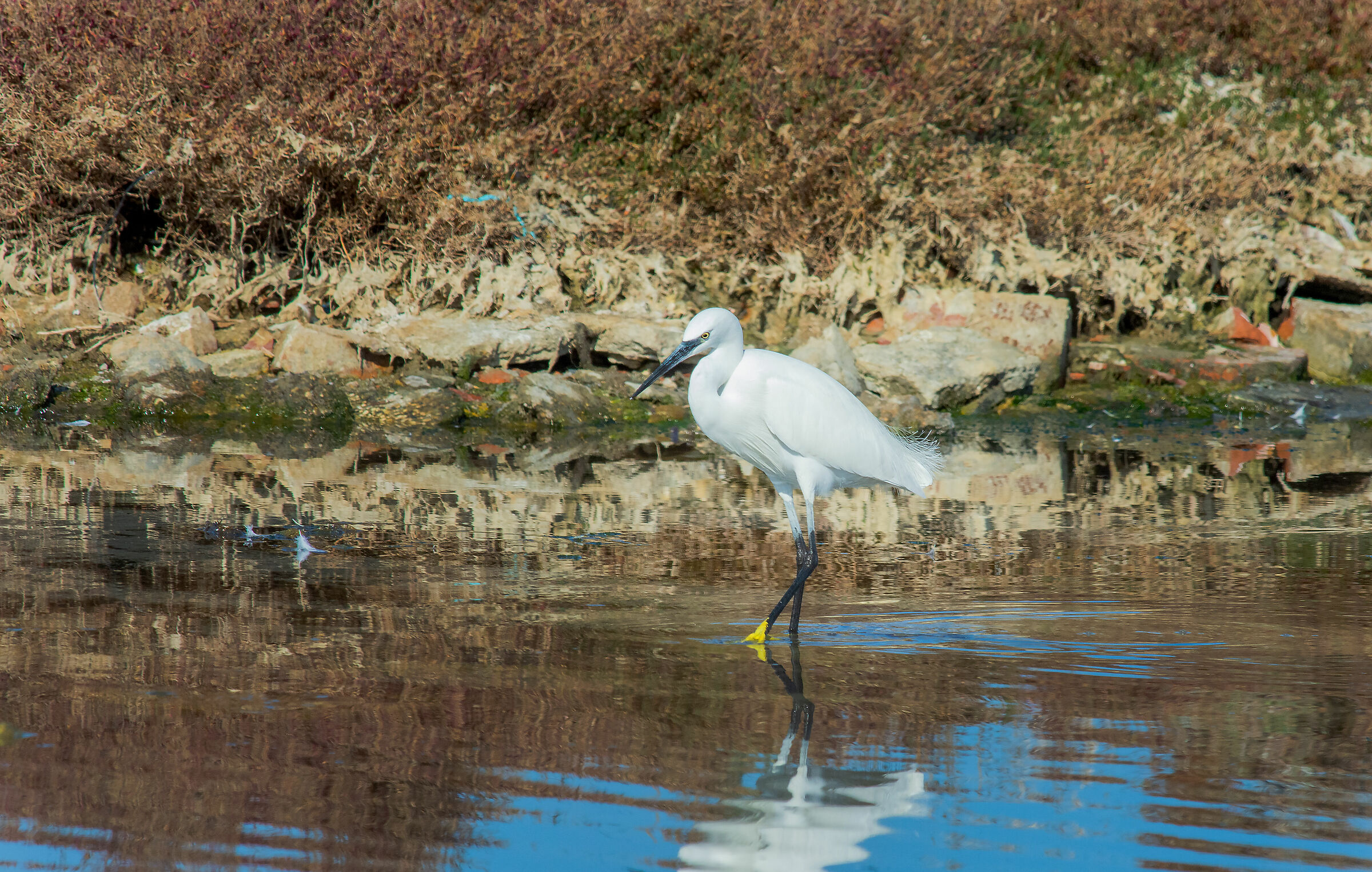 White Egrets