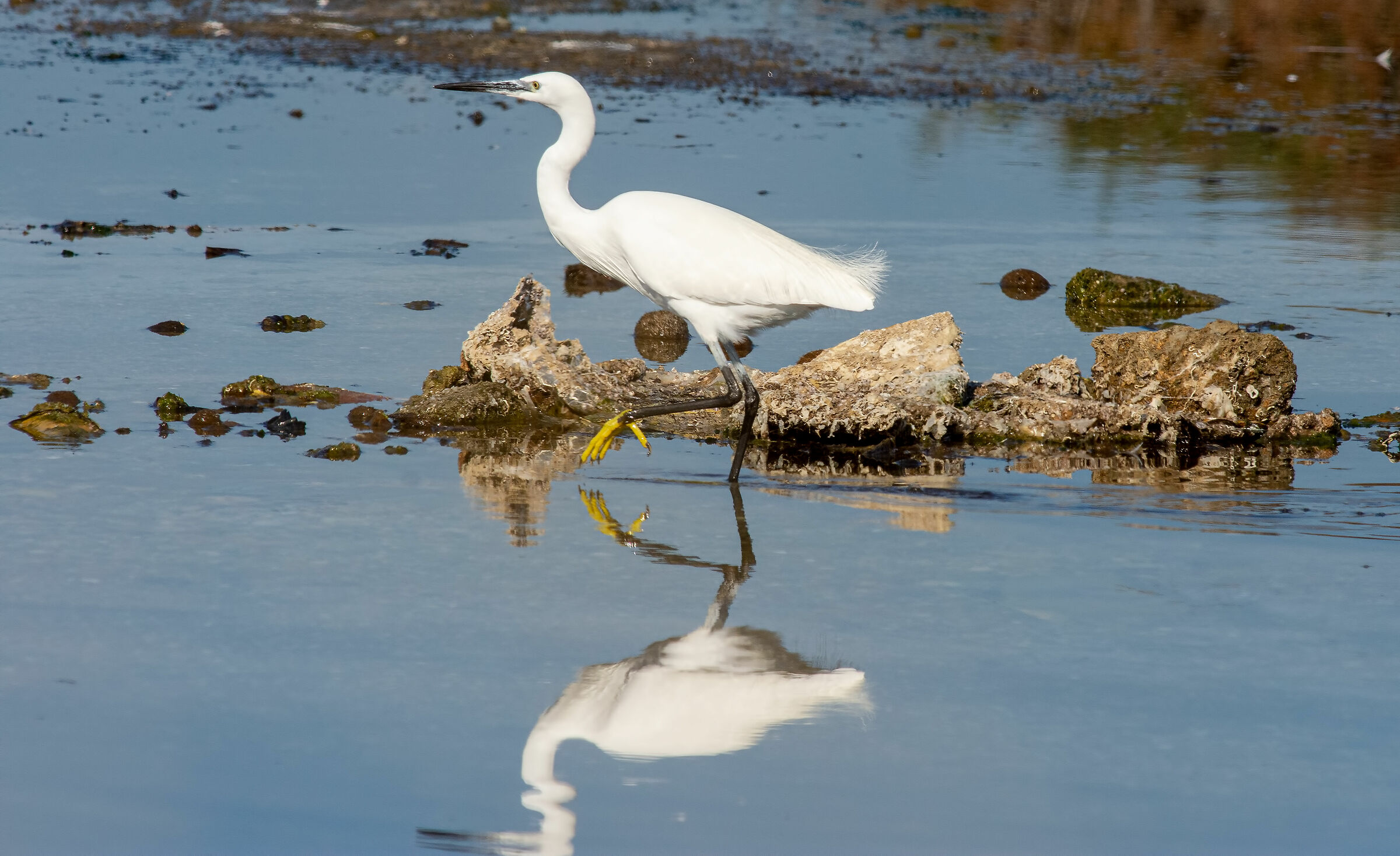 White Garvee Soldier...