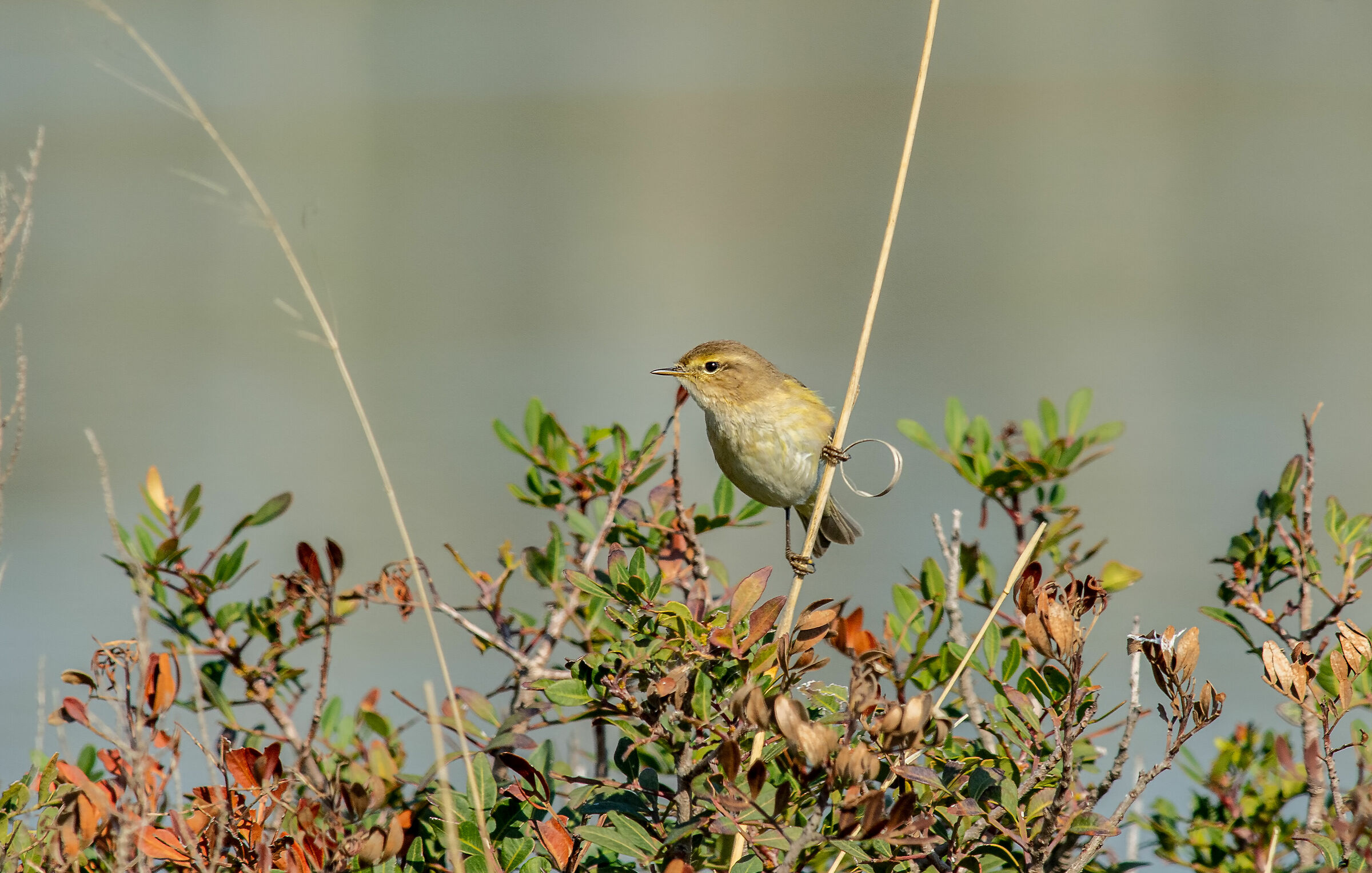 If any of you can tell me what it is thank you.