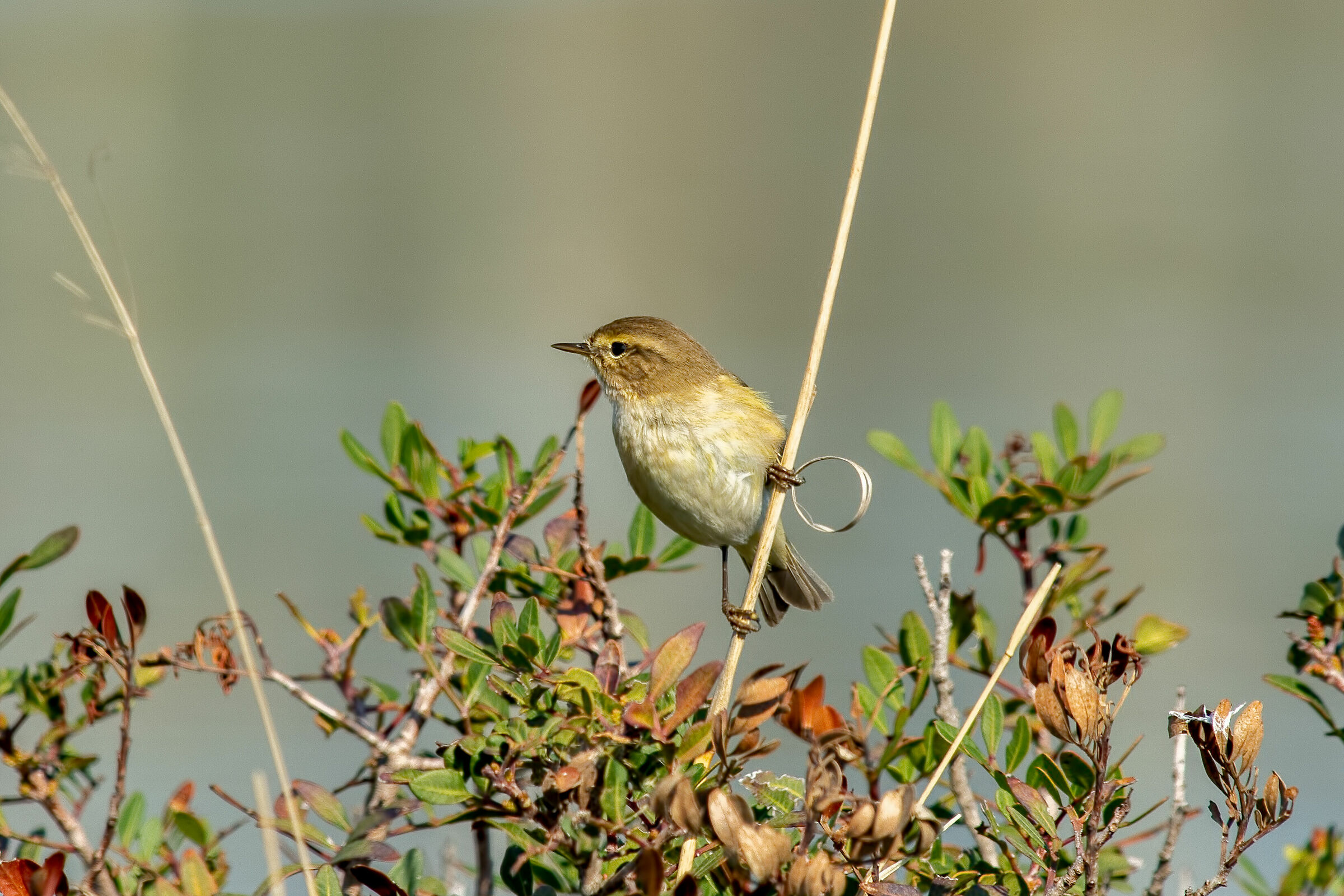 If any of you can tell me what it is thank you.