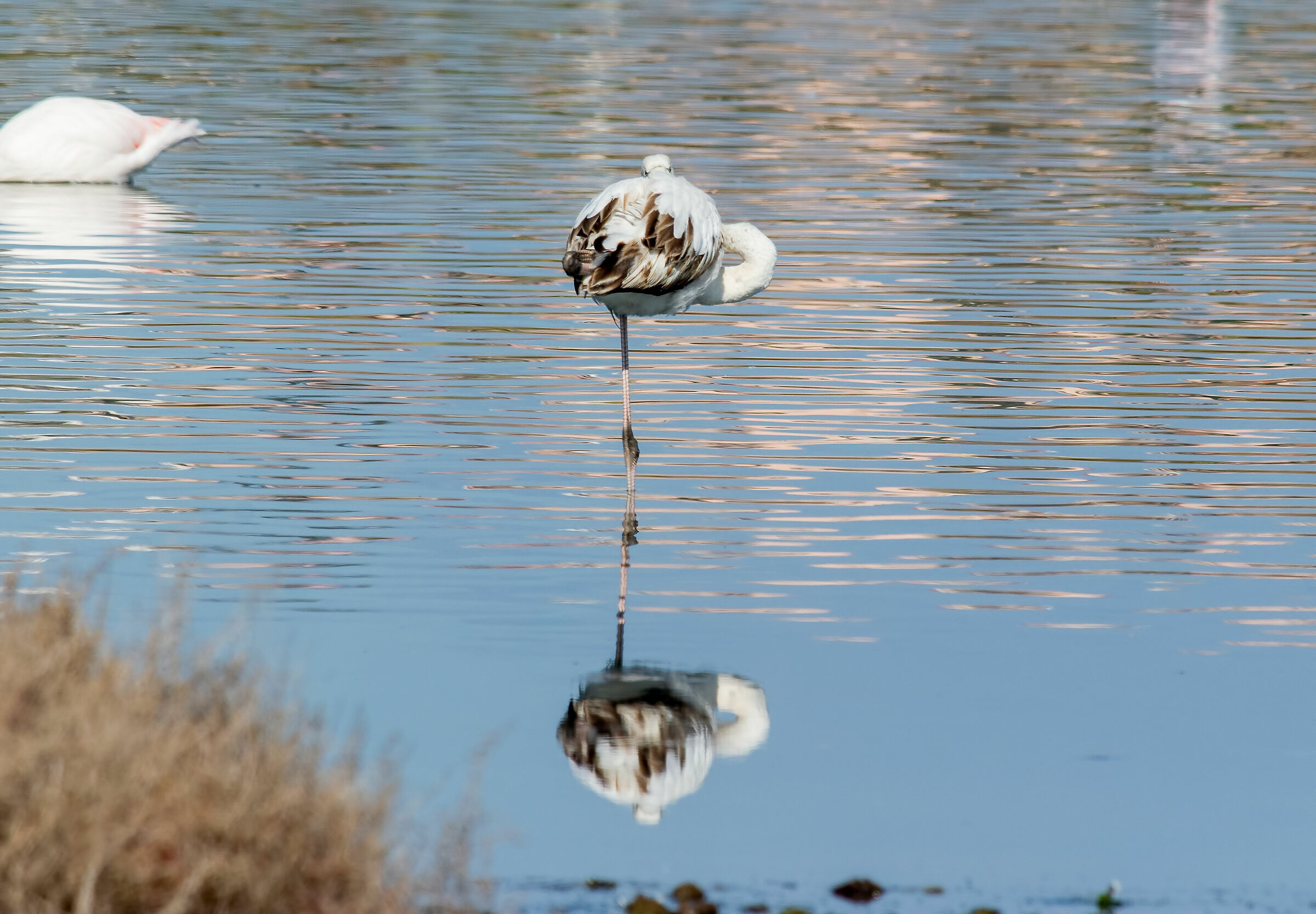 The Reflection of the Young Flamingo