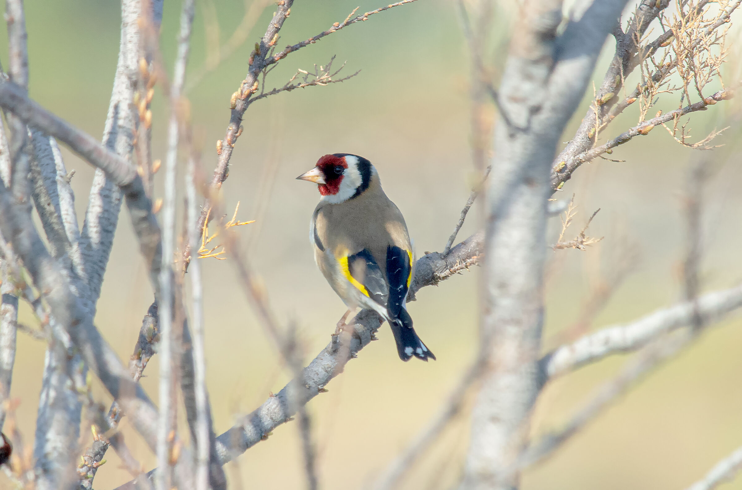 Goldfinch