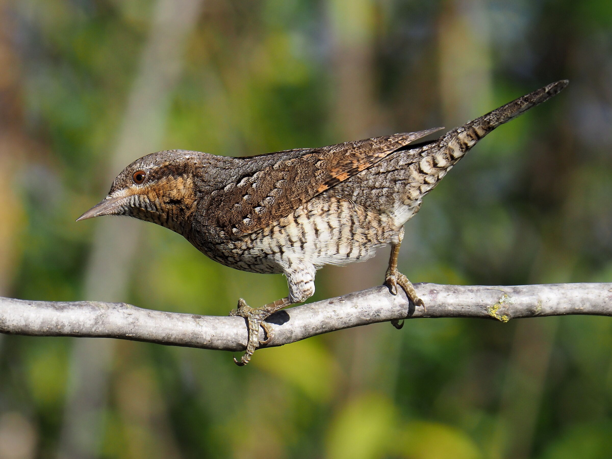 Wintering torcicollo