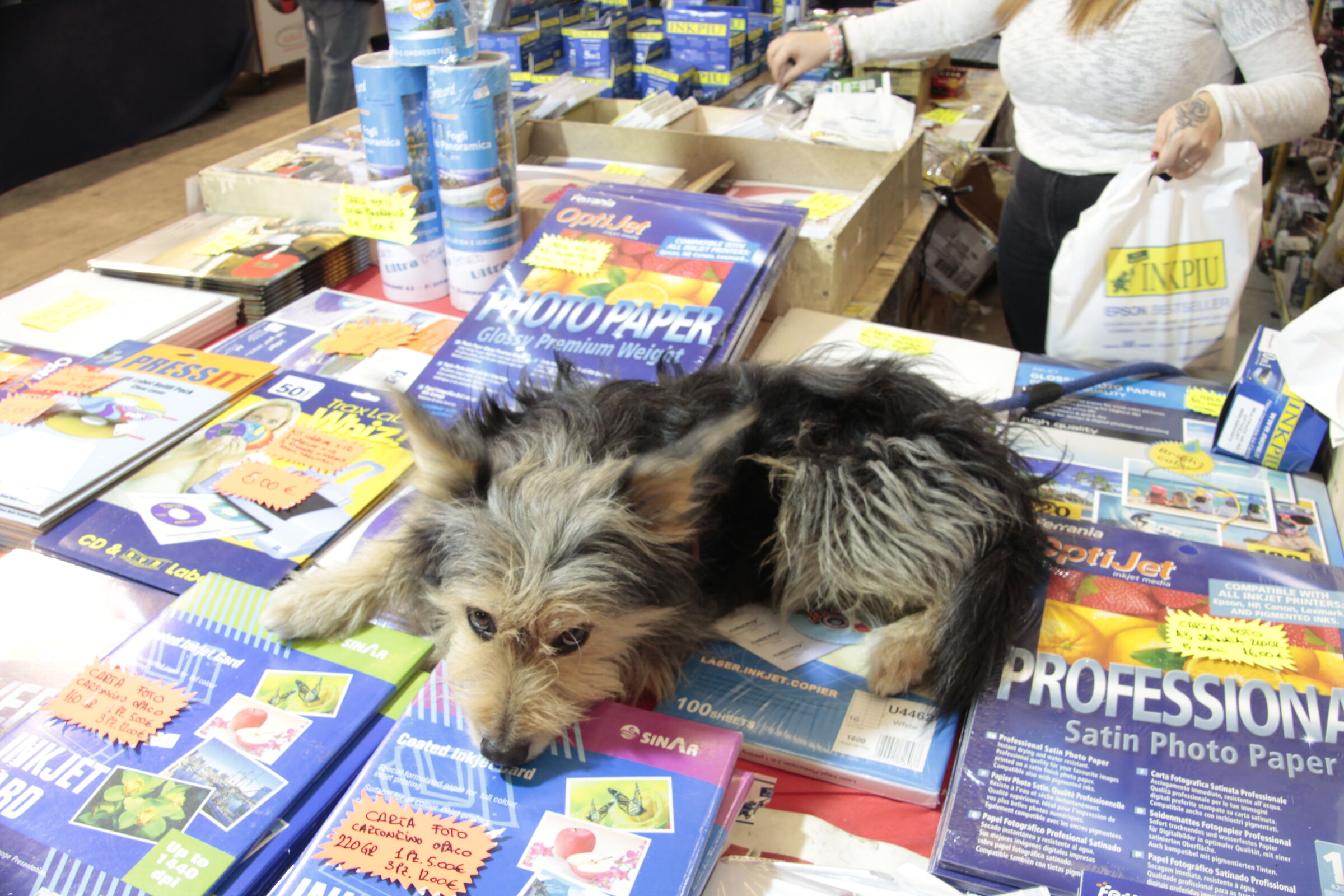 cane terrier shih tzu fiera elettronica 2/02/2020