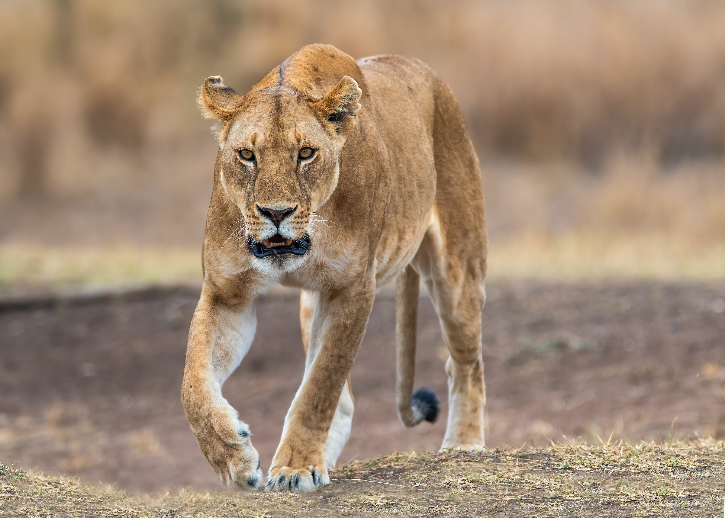 Lioness looking for cubs_Serengeti NP, Tanzania