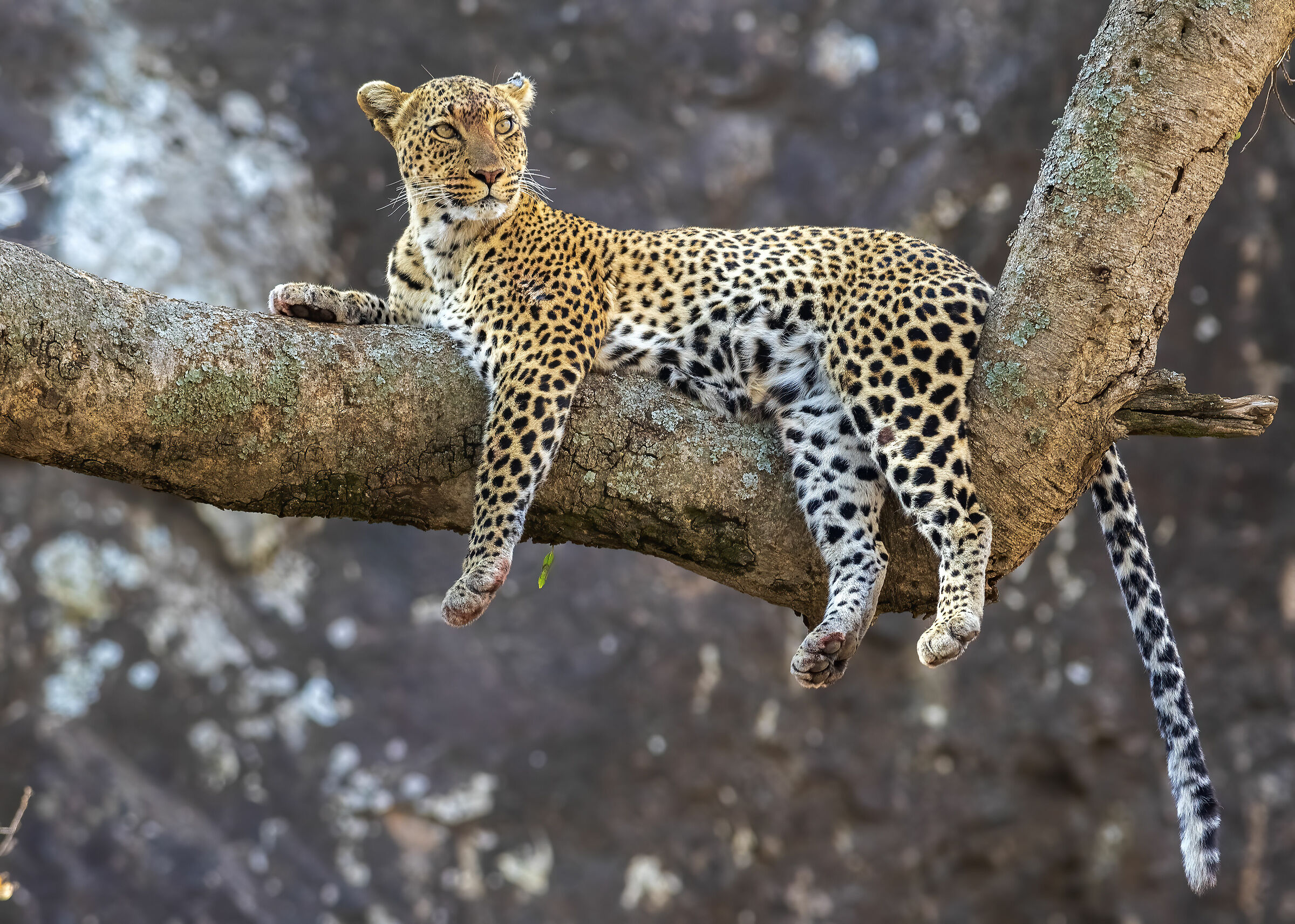 Vigilant Leopard mother on a tree on a Kopje_Serengeti