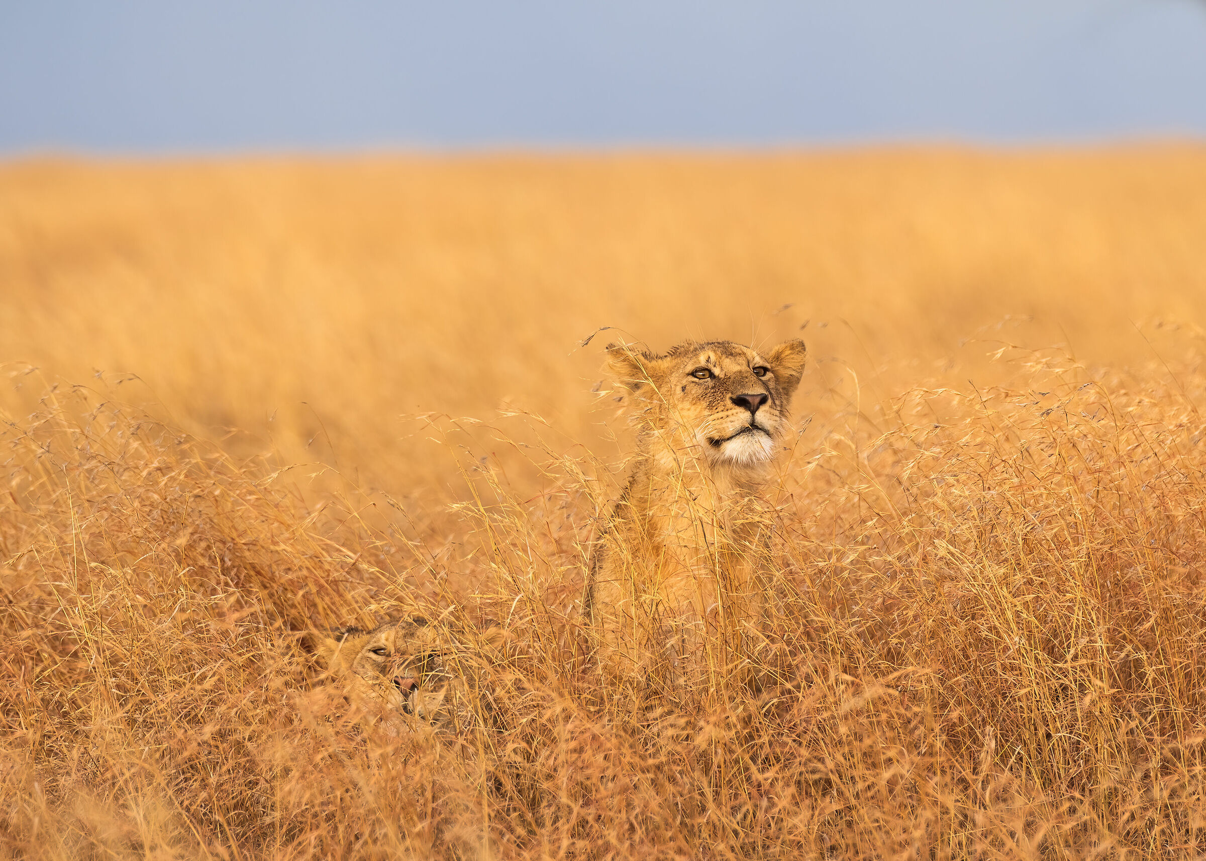 Two brothers merging in Savannah_Serengeti NP, Tanzania