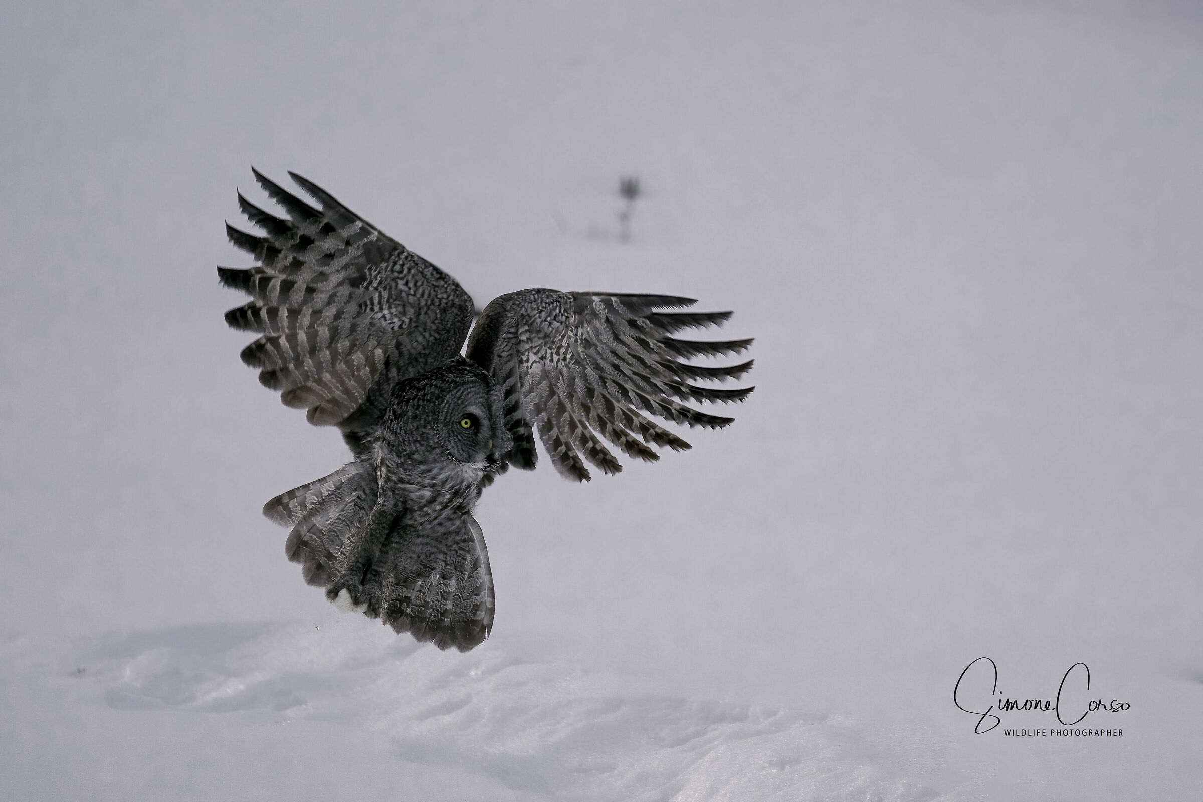 Strix Nebulosa - Allocco di Lapponia