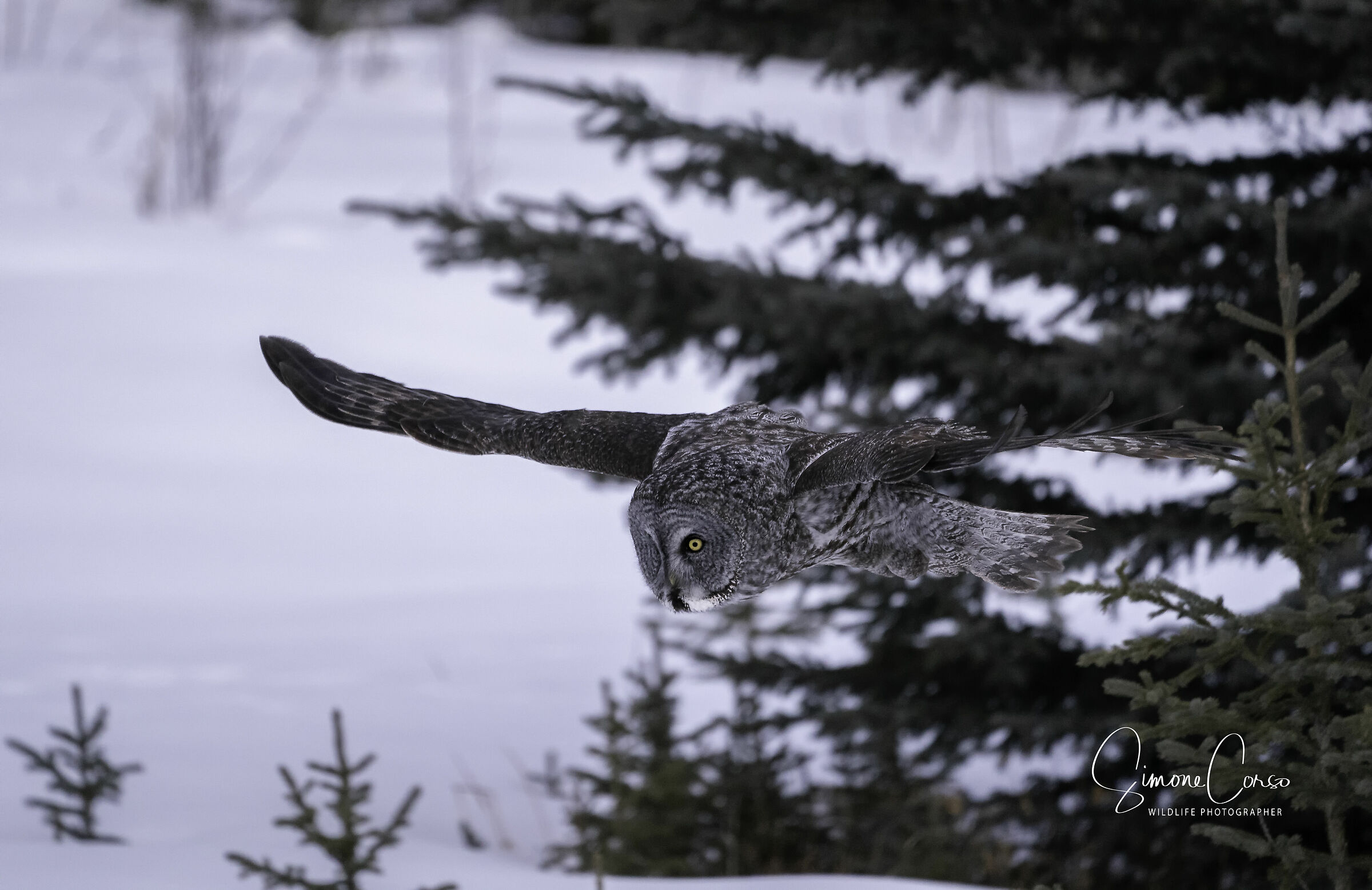 Strix Nebulosa - Allocco di Lapponia