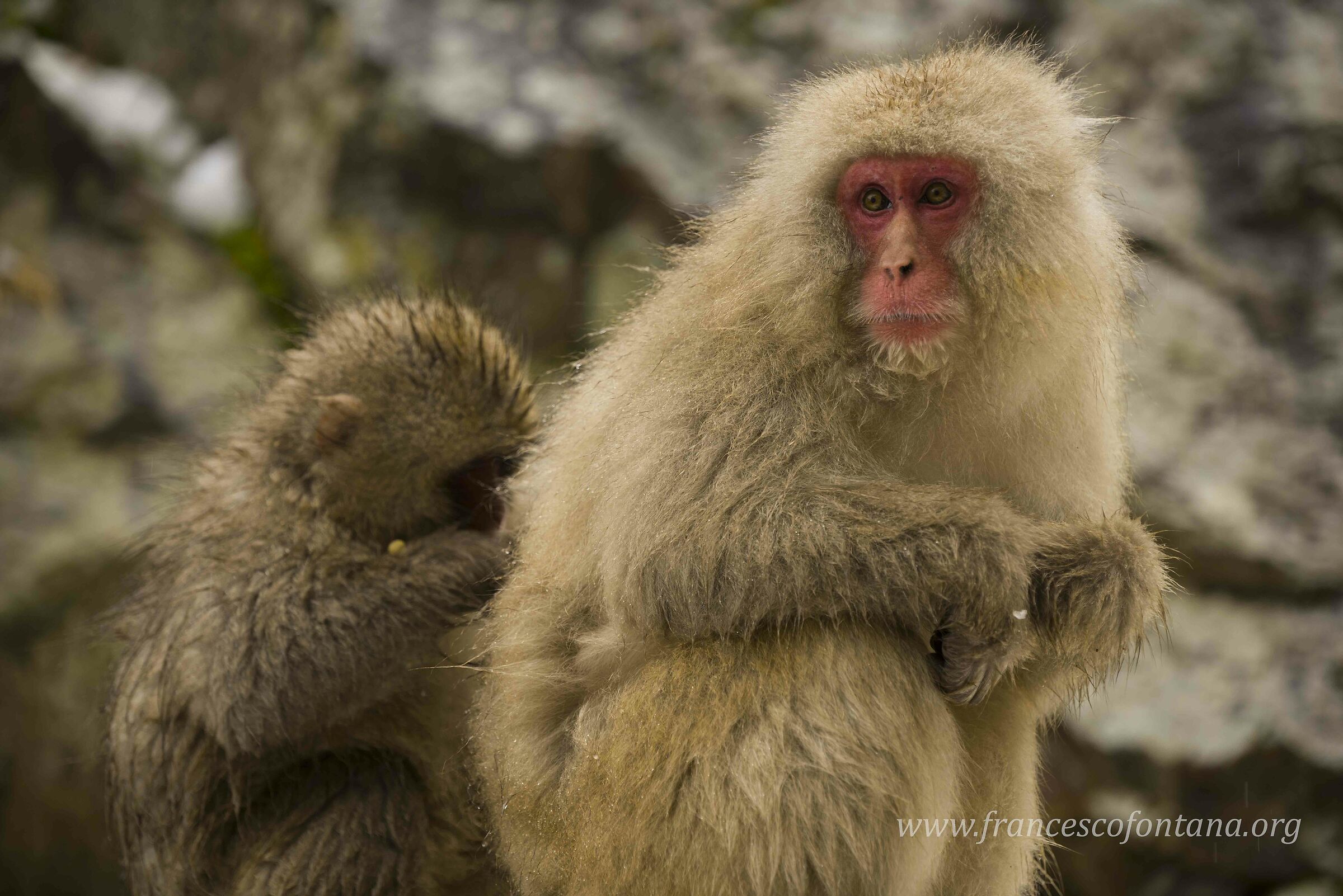 Japanese Snow Monkeys