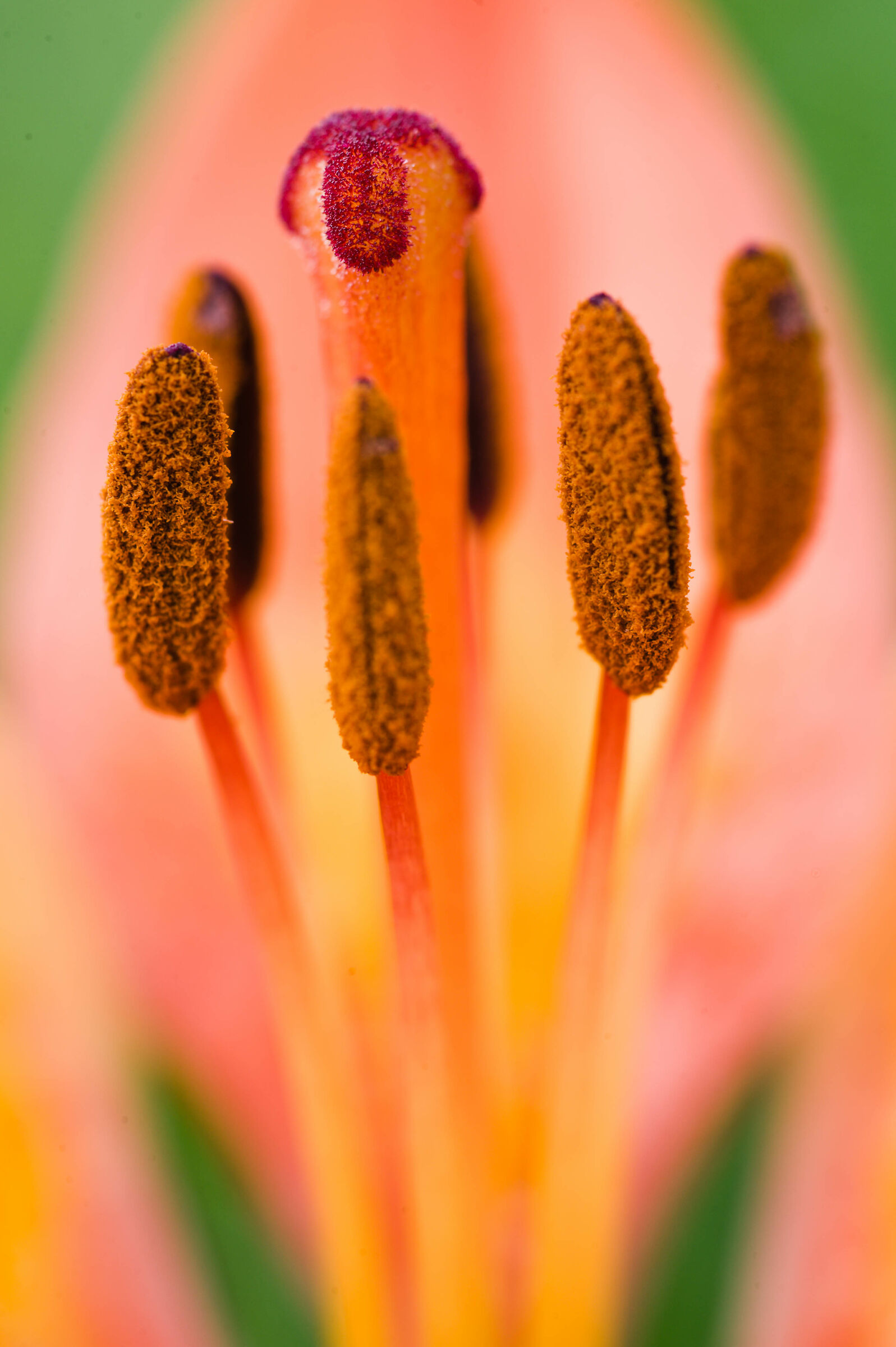 Lilium bulbiferum