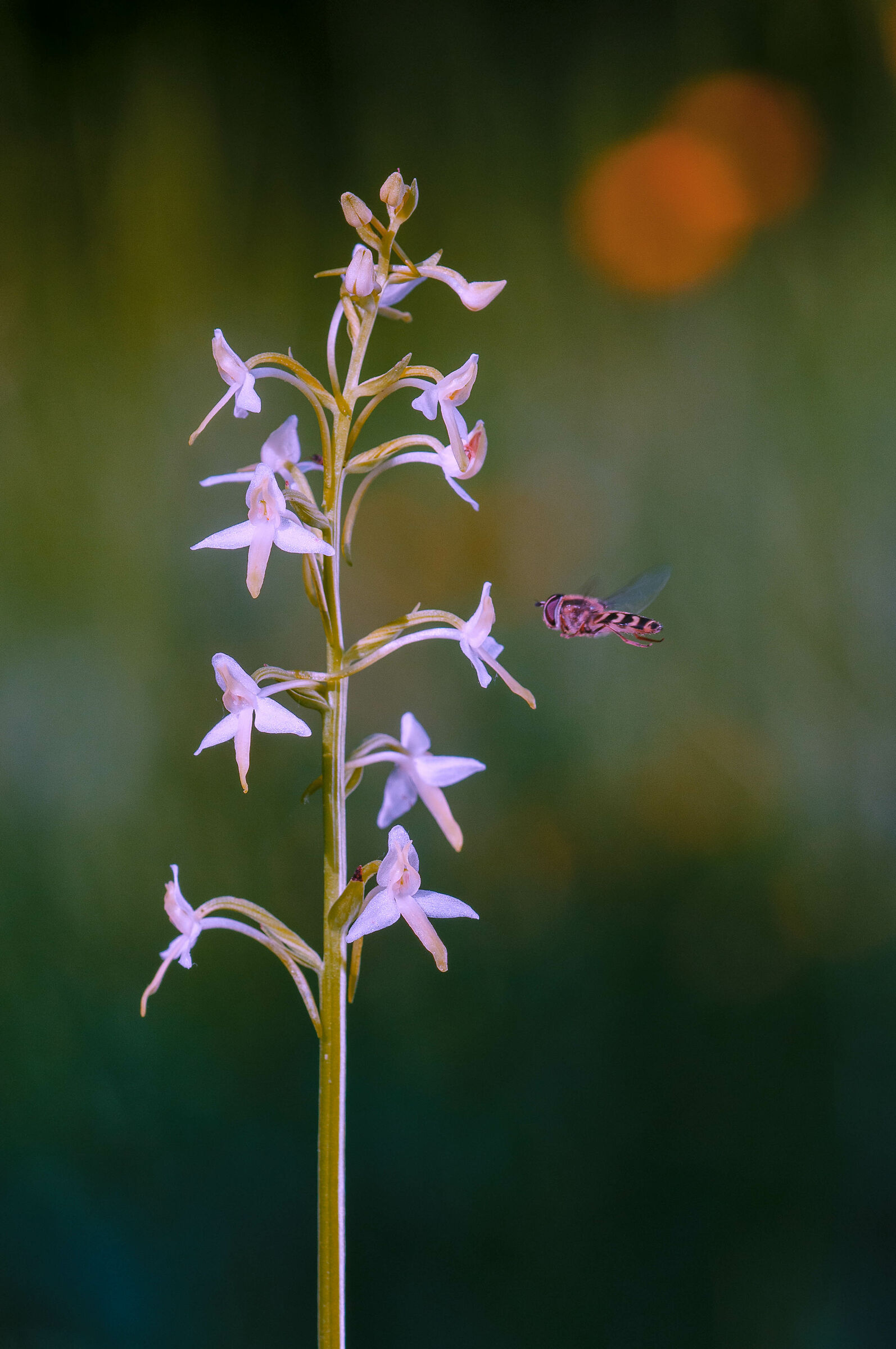 Platanthera chlorantha
