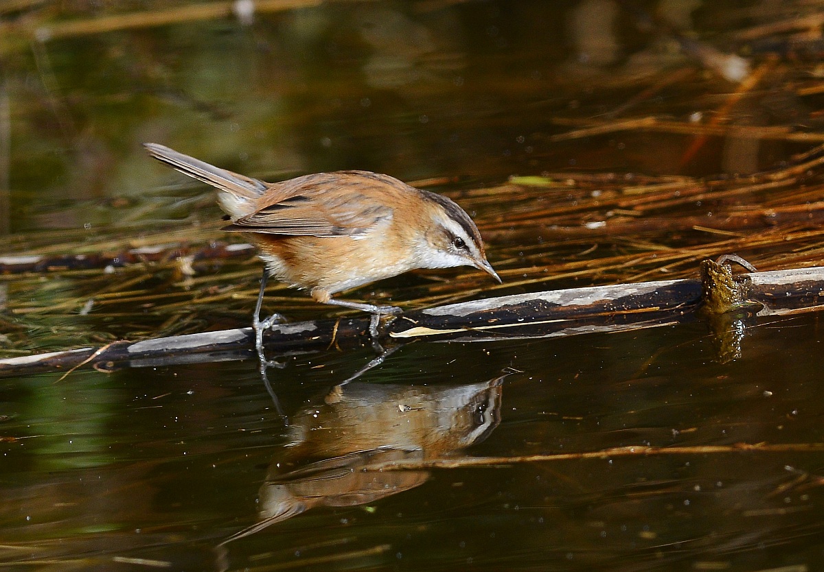 moustached warbler