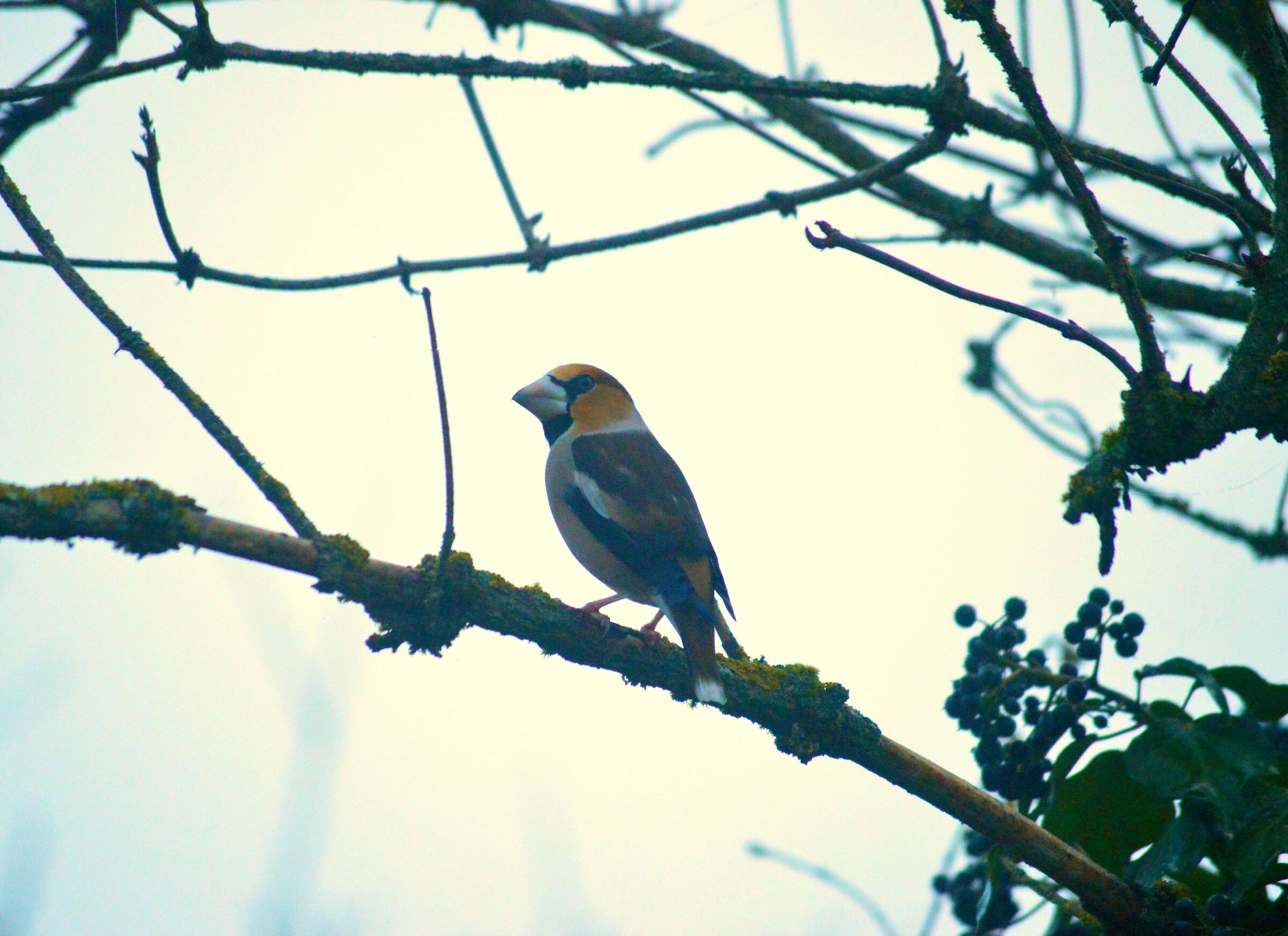 Frosone nella nebbia