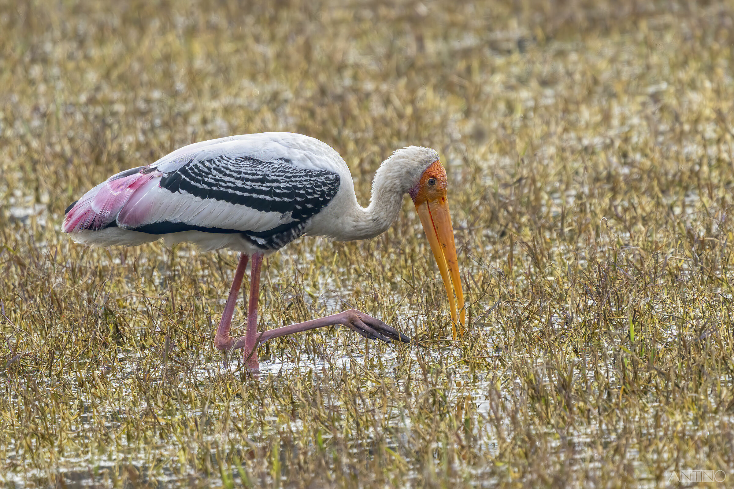 Painted stork, Colorful Tantalo