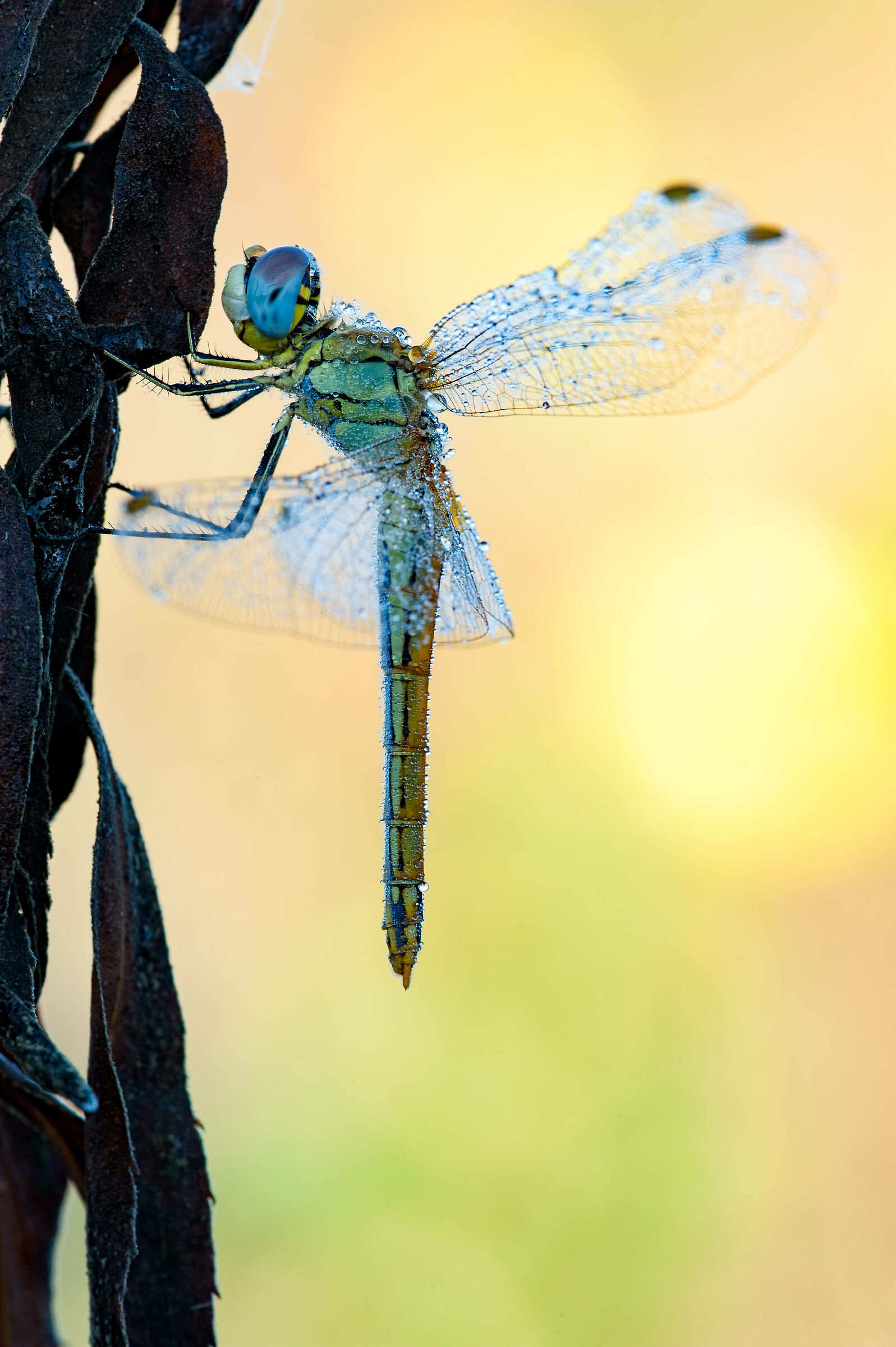 Sympetrum fonscolombii (Sélys-Longchamps, 1776)