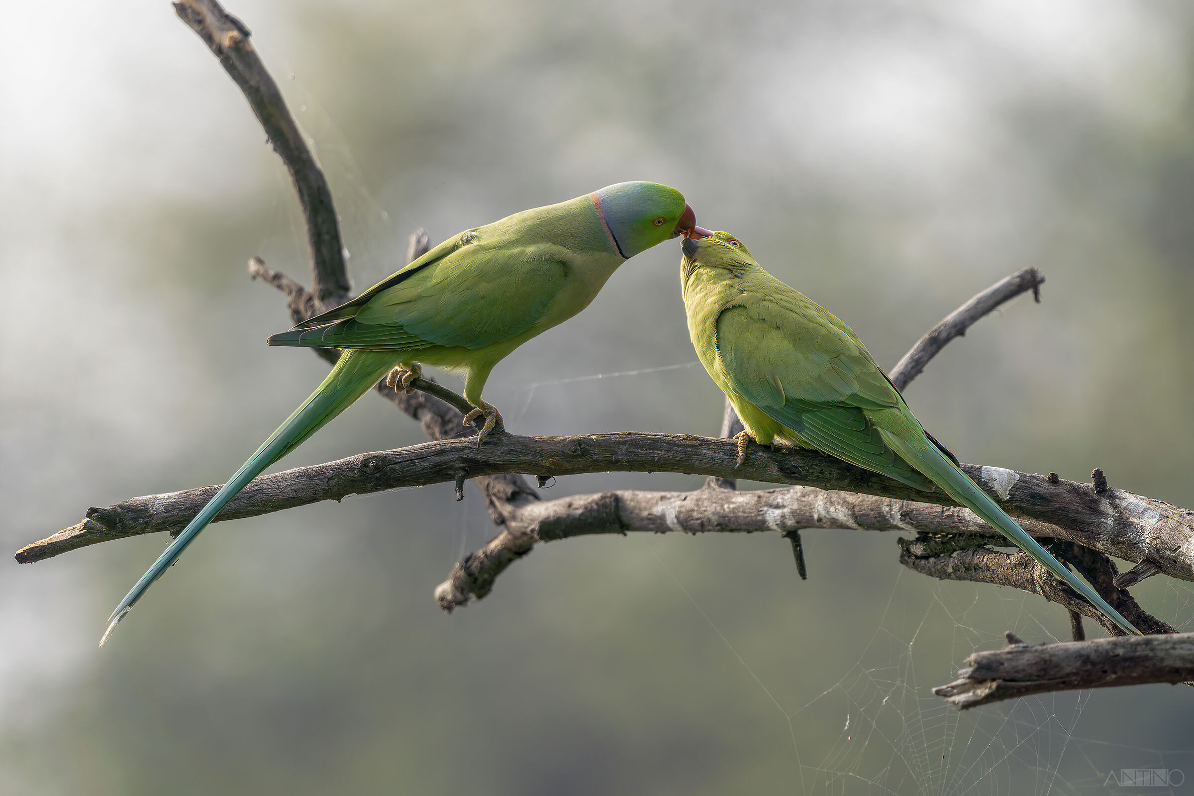 A Romantic Kiss (14, Valentine's Day)