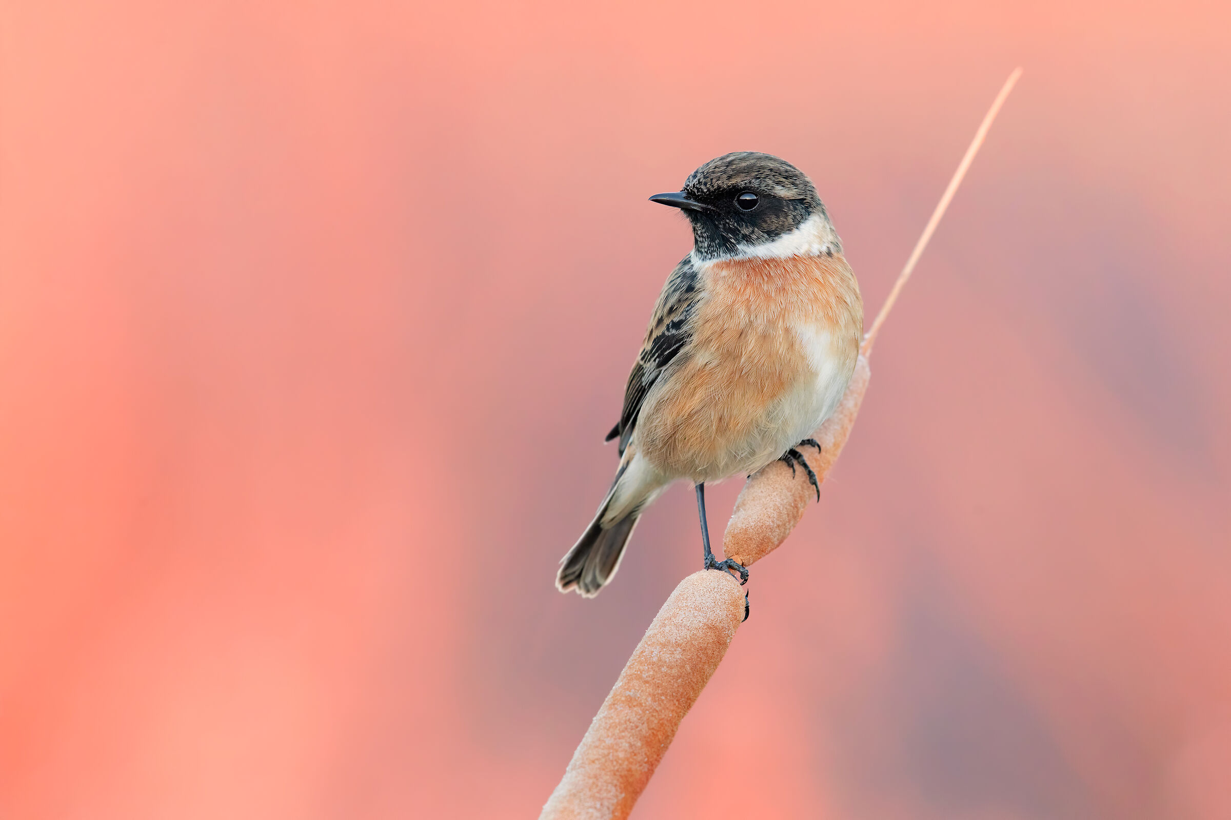 Ice colors