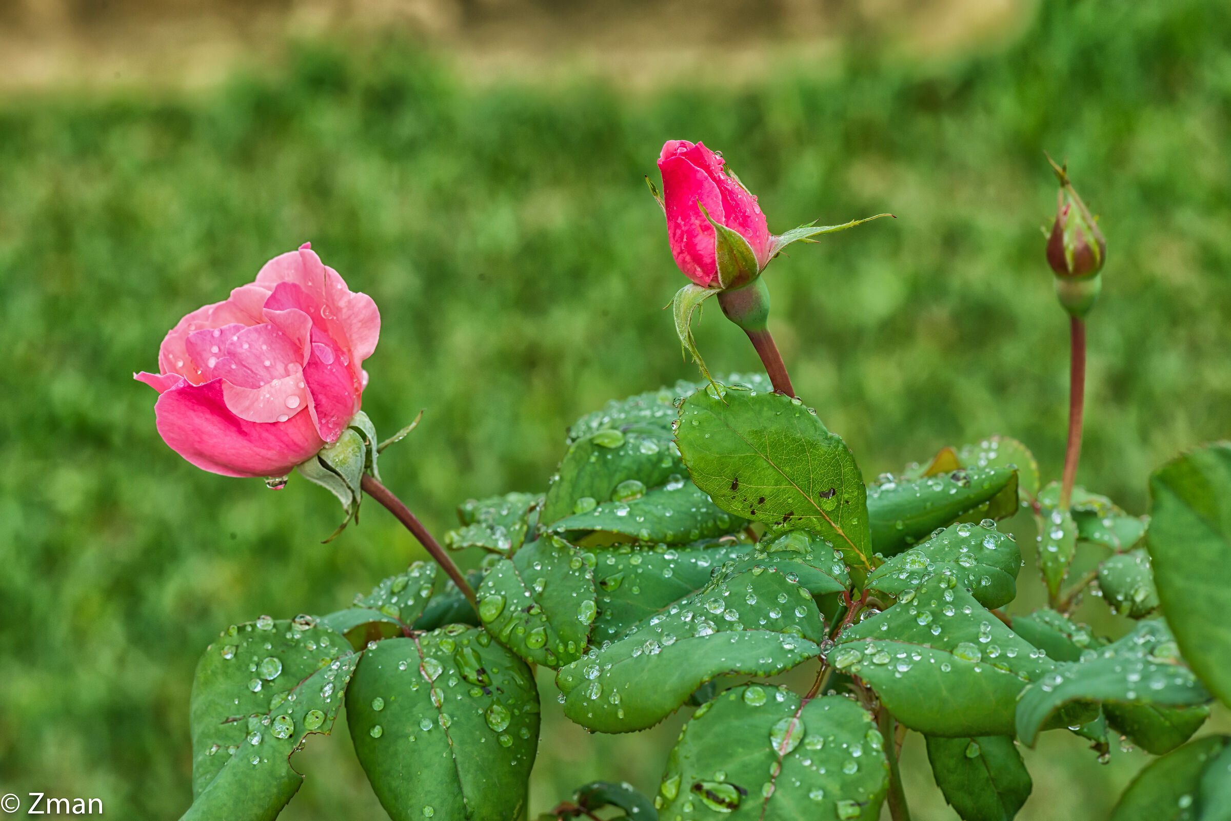 Pink Roses and the Rain