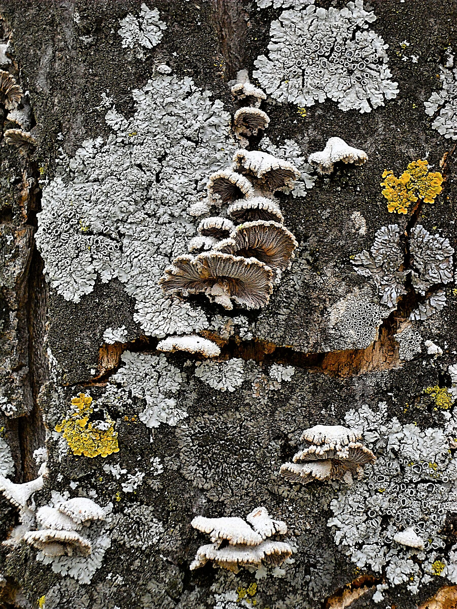 Funghi e Licheni