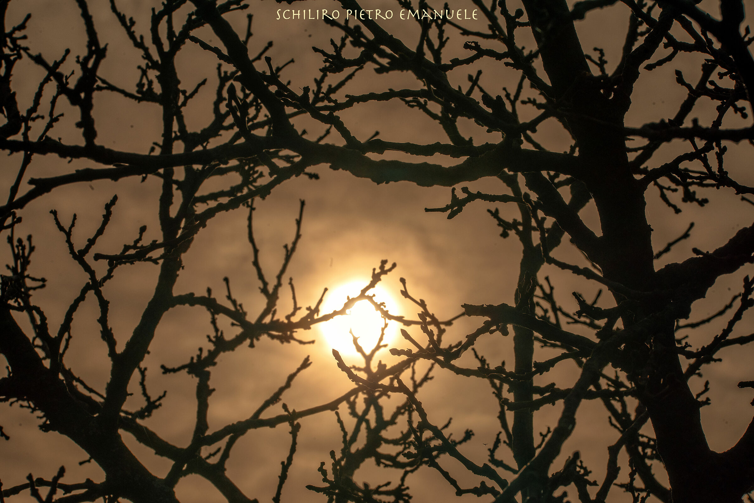 Le carezze degli Alberi.