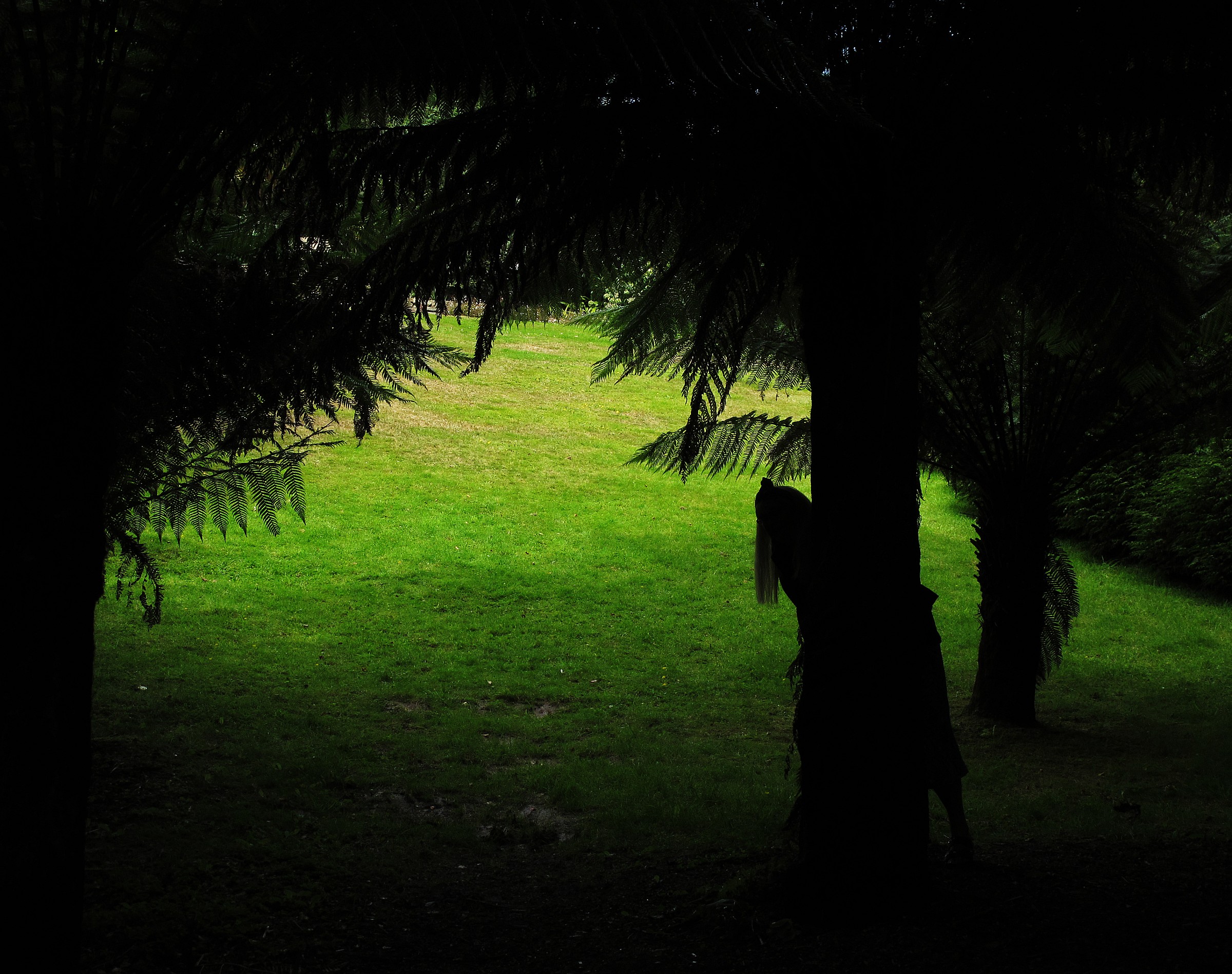 Felci albero a Trebah