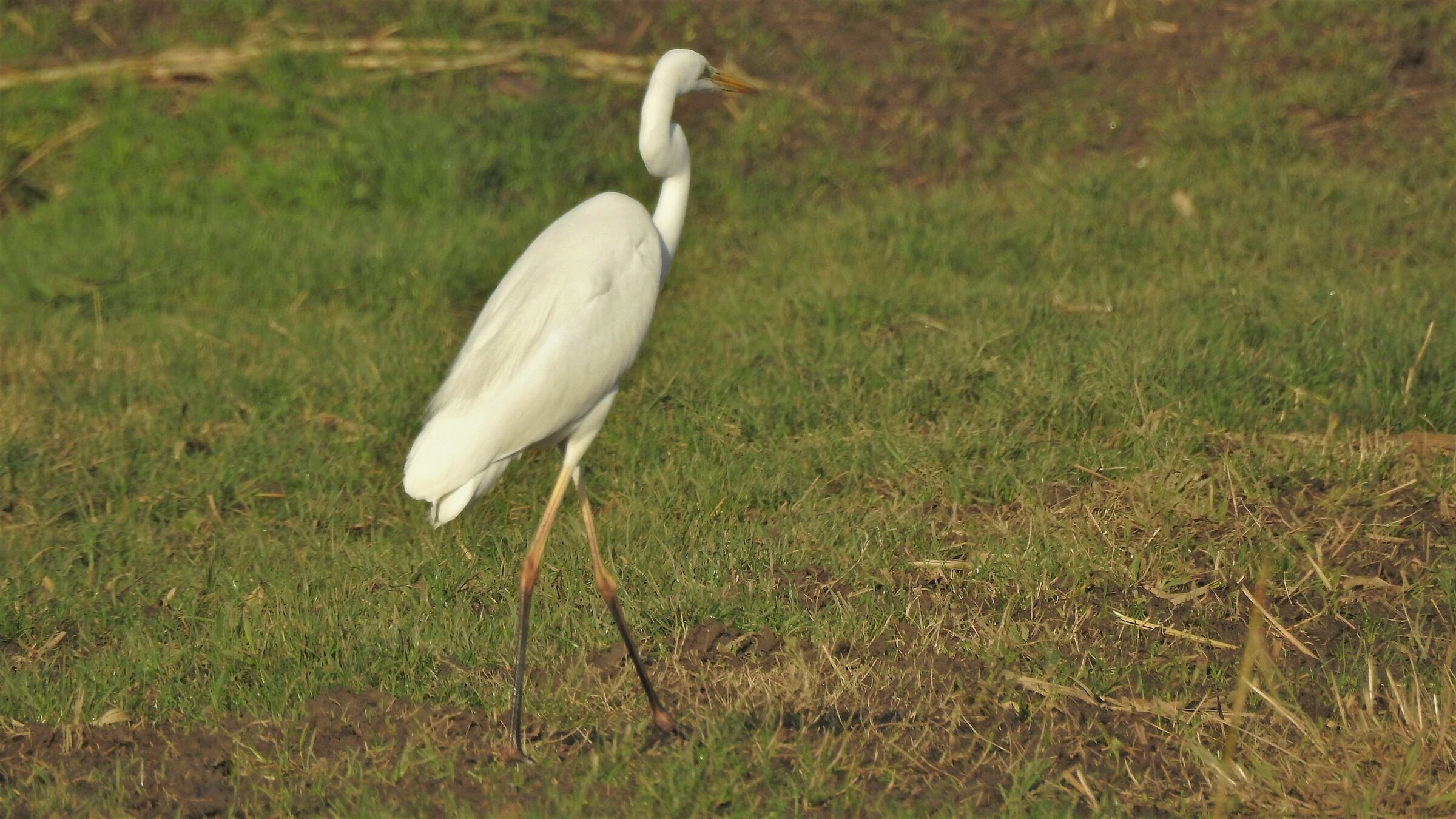 Airone bianco maggiore