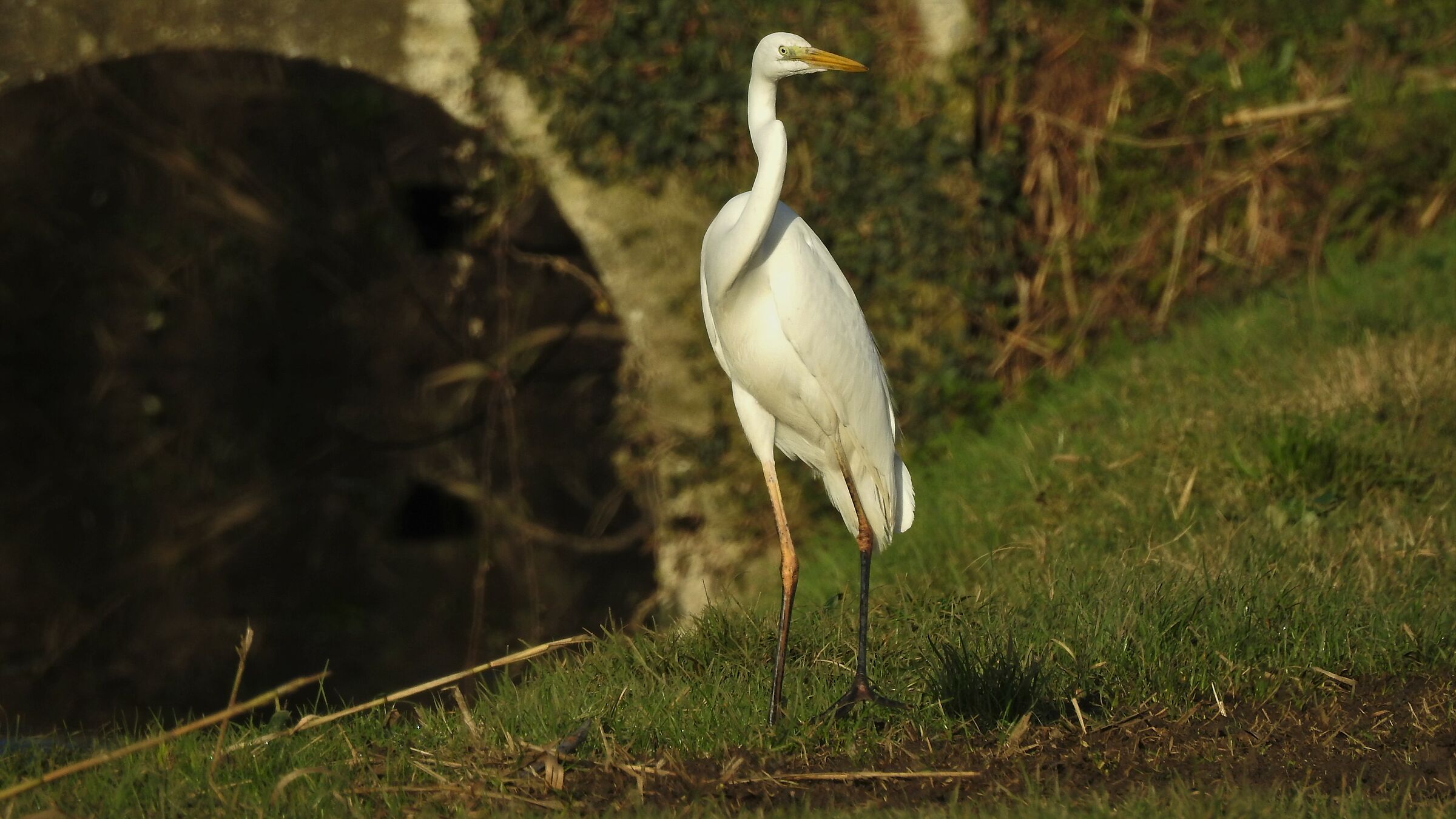 Airone bianco maggiore