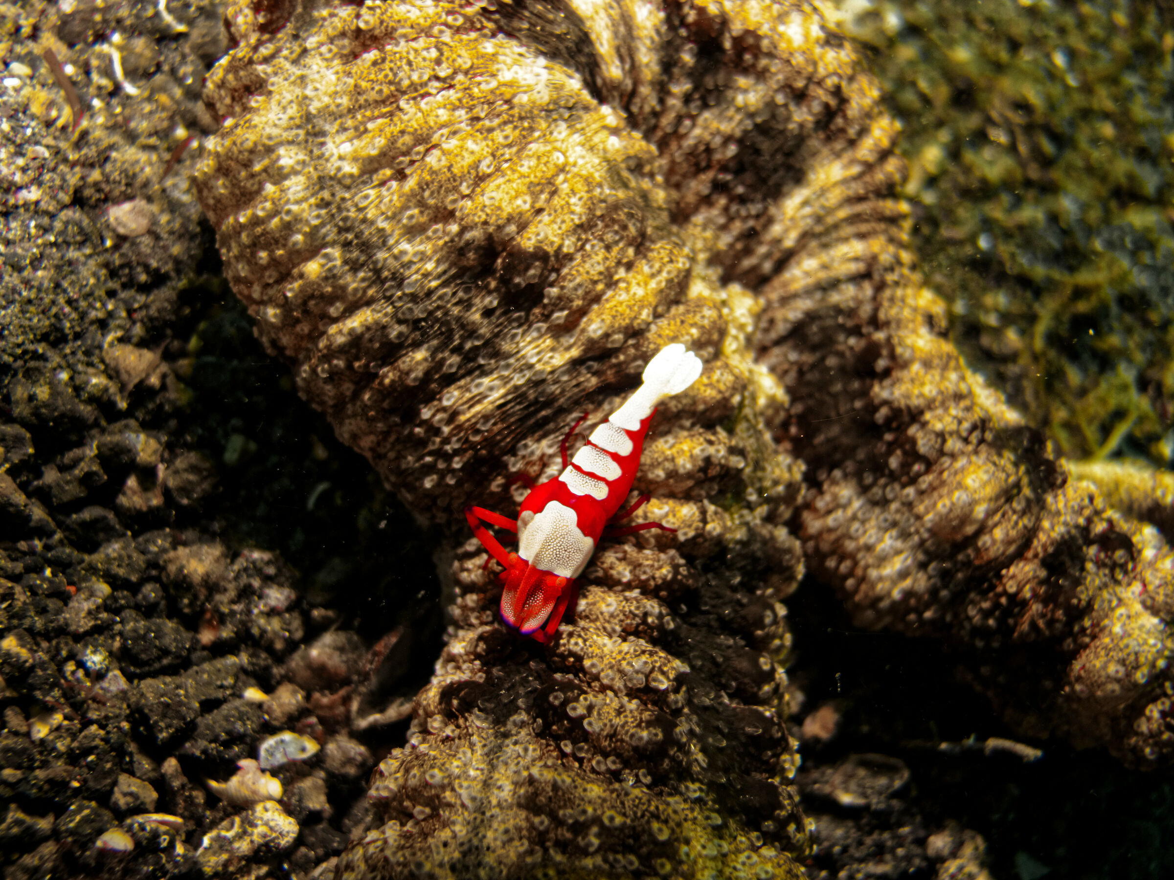 Shrimp Symbiont Emperor