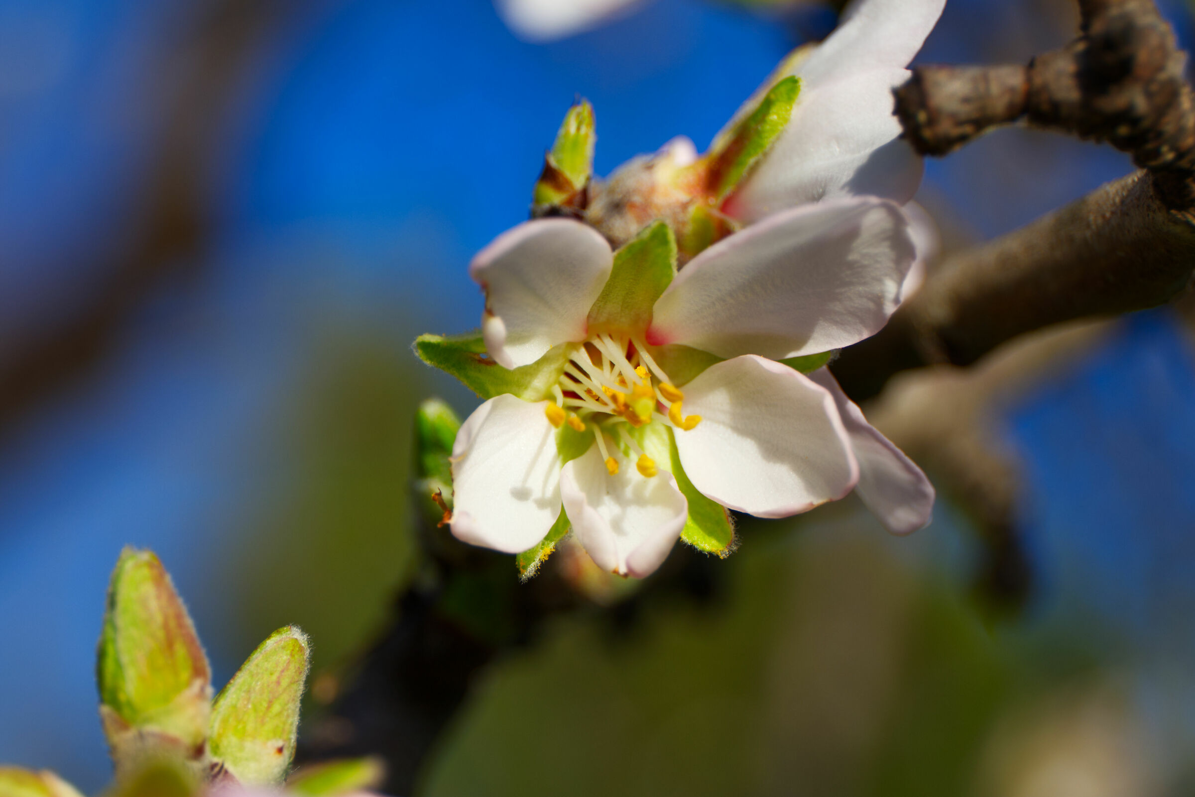 Mandorlo in fiore