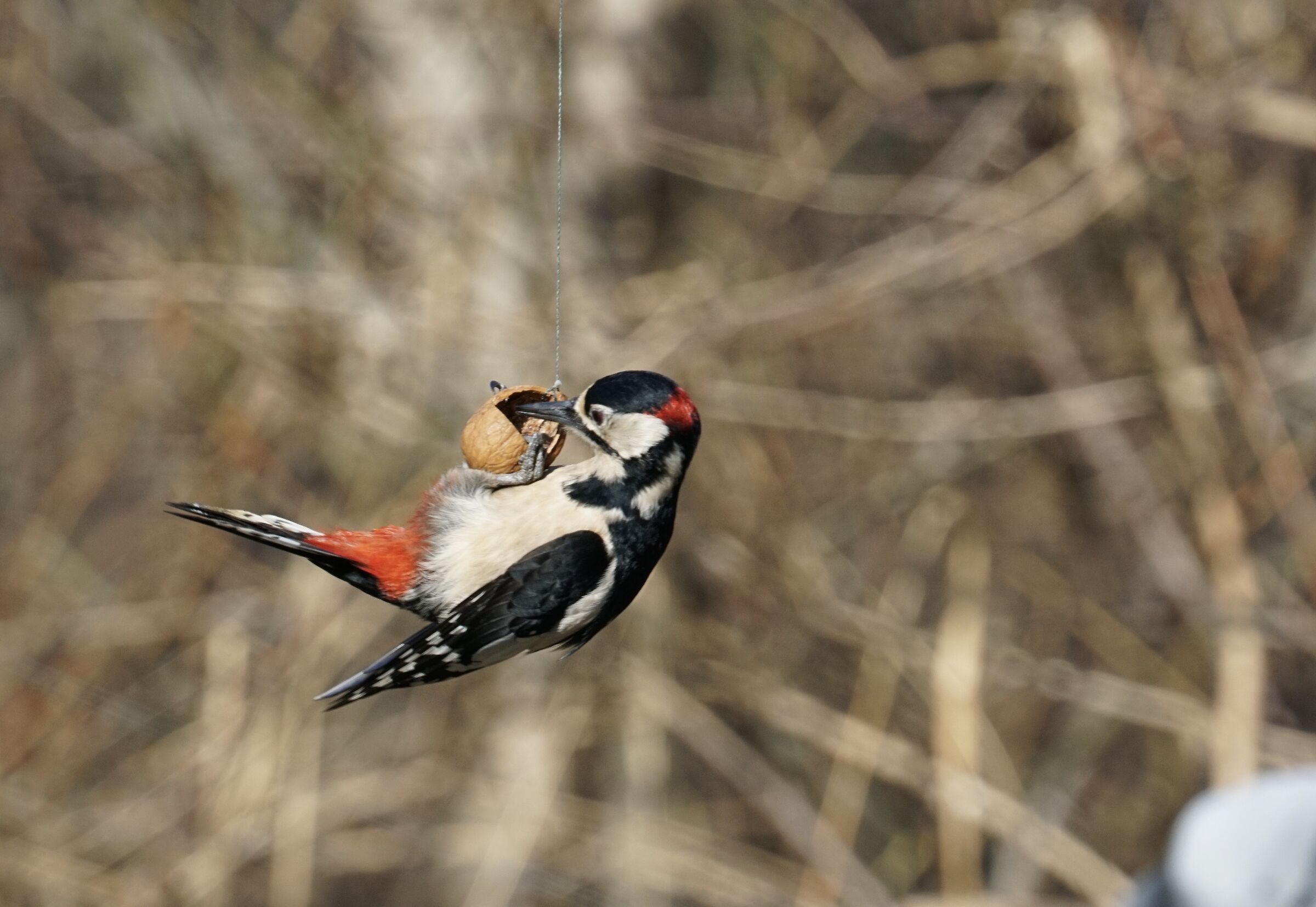 Picchio rosso maggiore ( Dendrocopos major )II