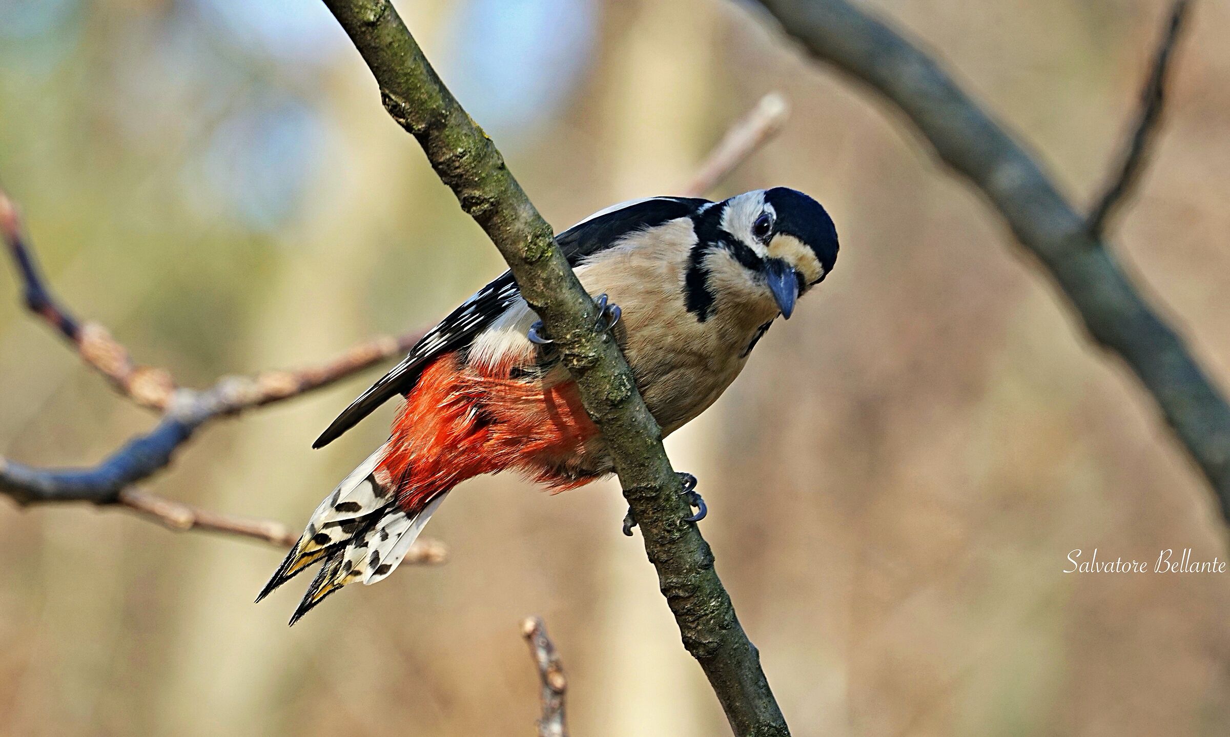 Picchio rosso maggiore ( Dendrocopos major )iii