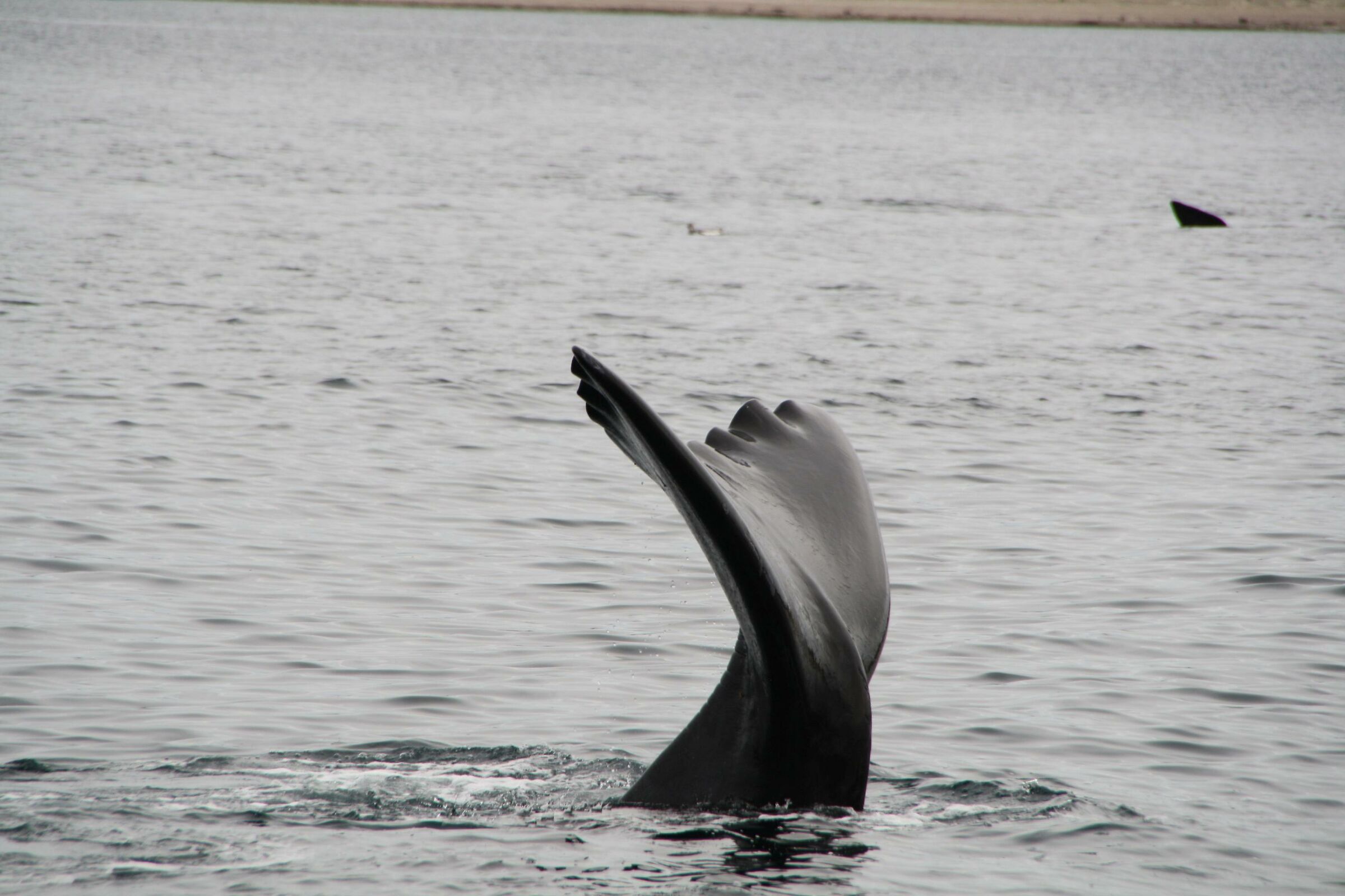 La coda della balena