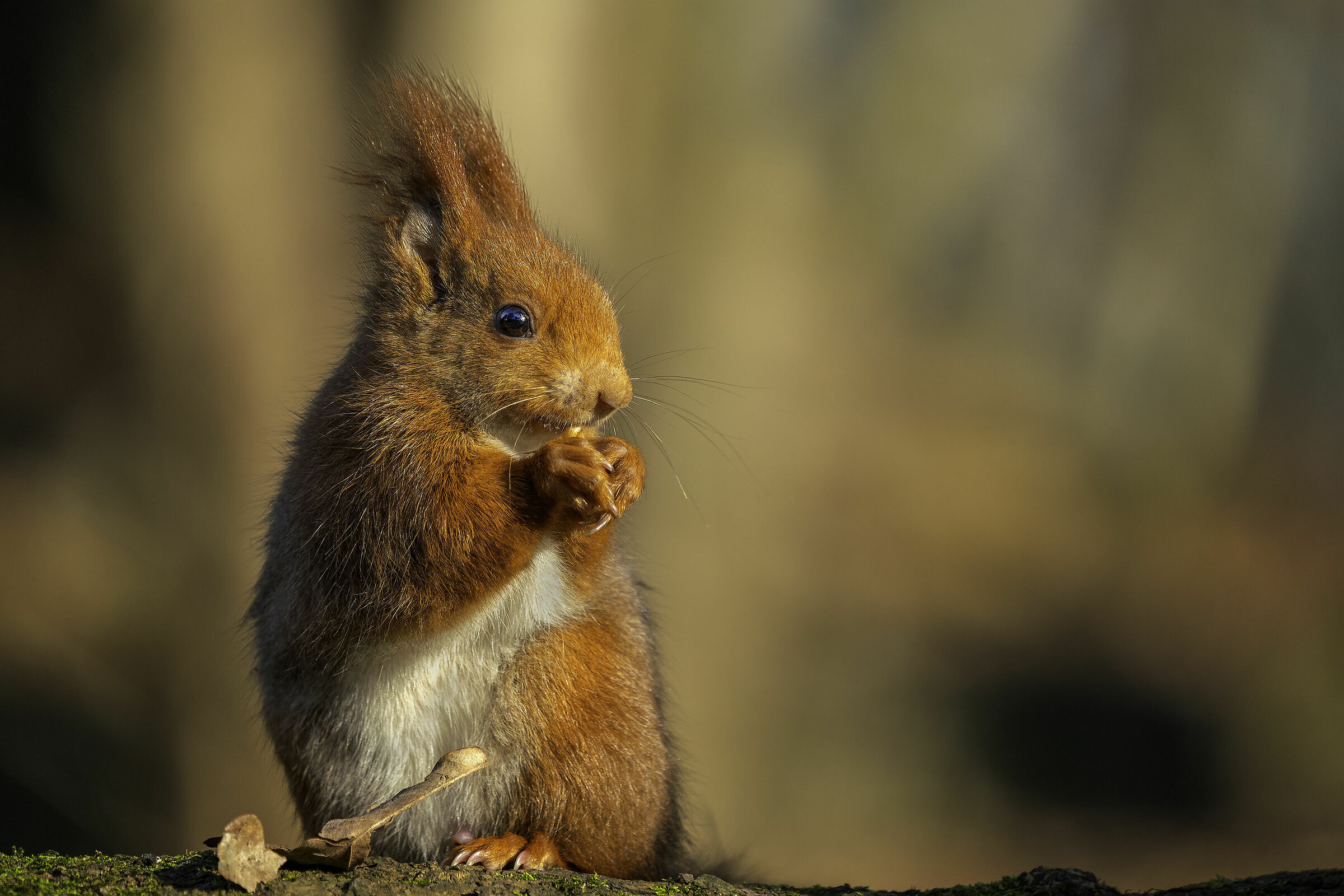 Red squirrel