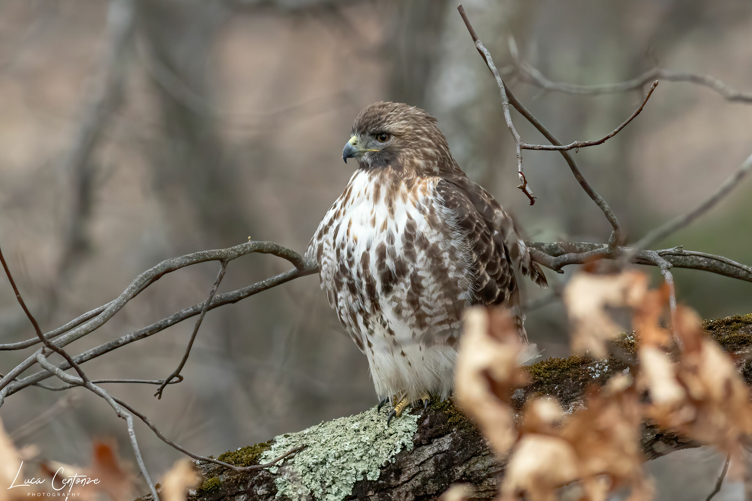 Red Tailed Hawk (Buteo Jamaicensis)