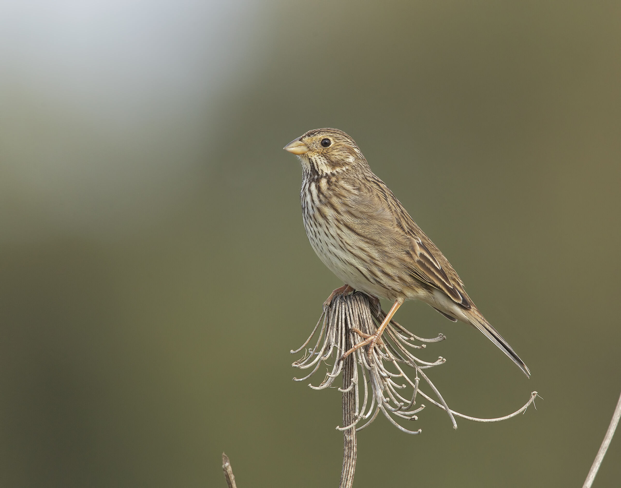 squeal (emberiza grille)