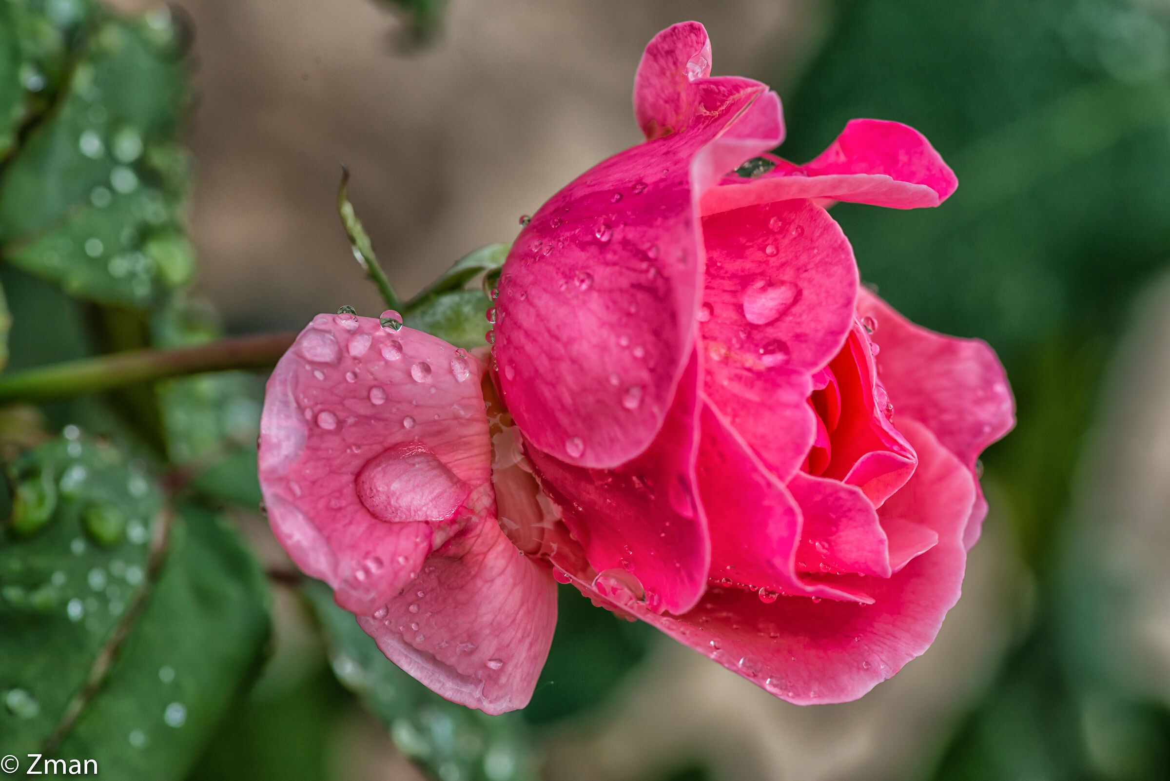 Roses under The Rain